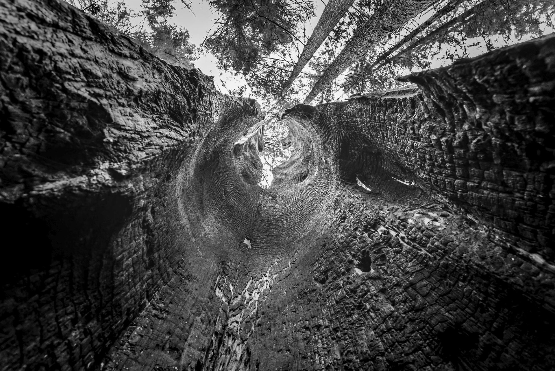 Texture of Fire -- JOHN KONOVSKY