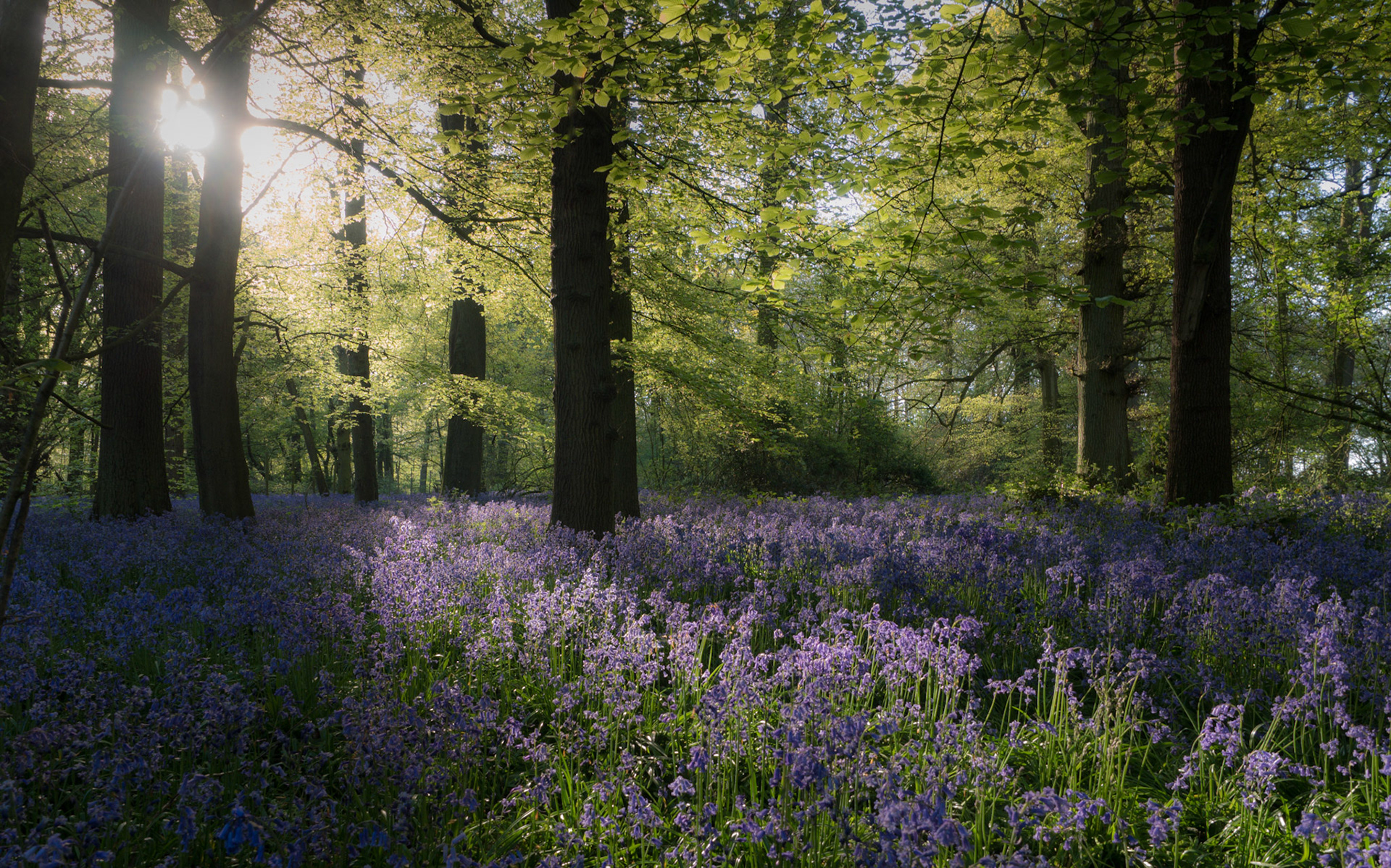 Bluebell Morning, Hemel Hempstead, 2016