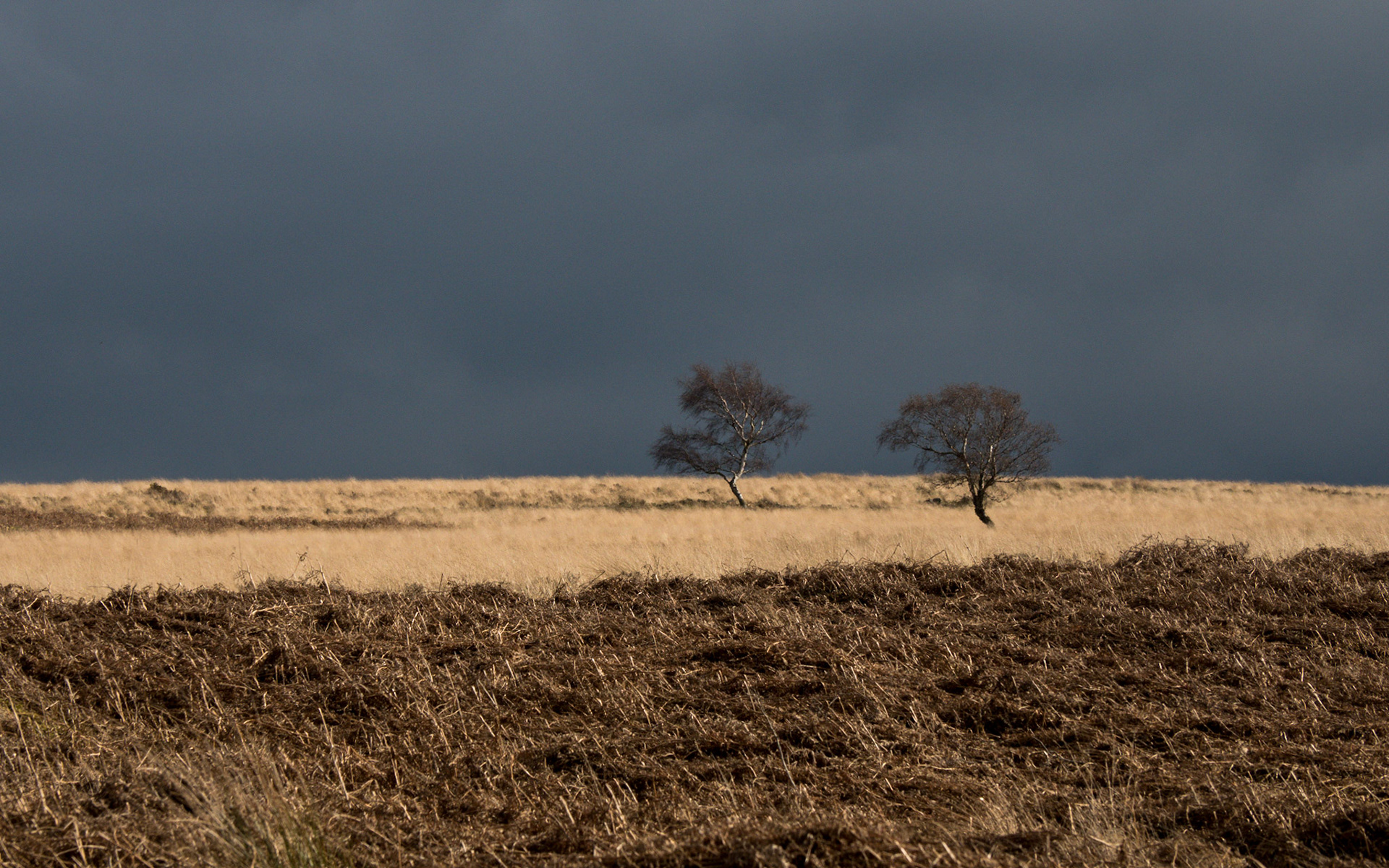 Two trees - Cubar Edge, Peak District