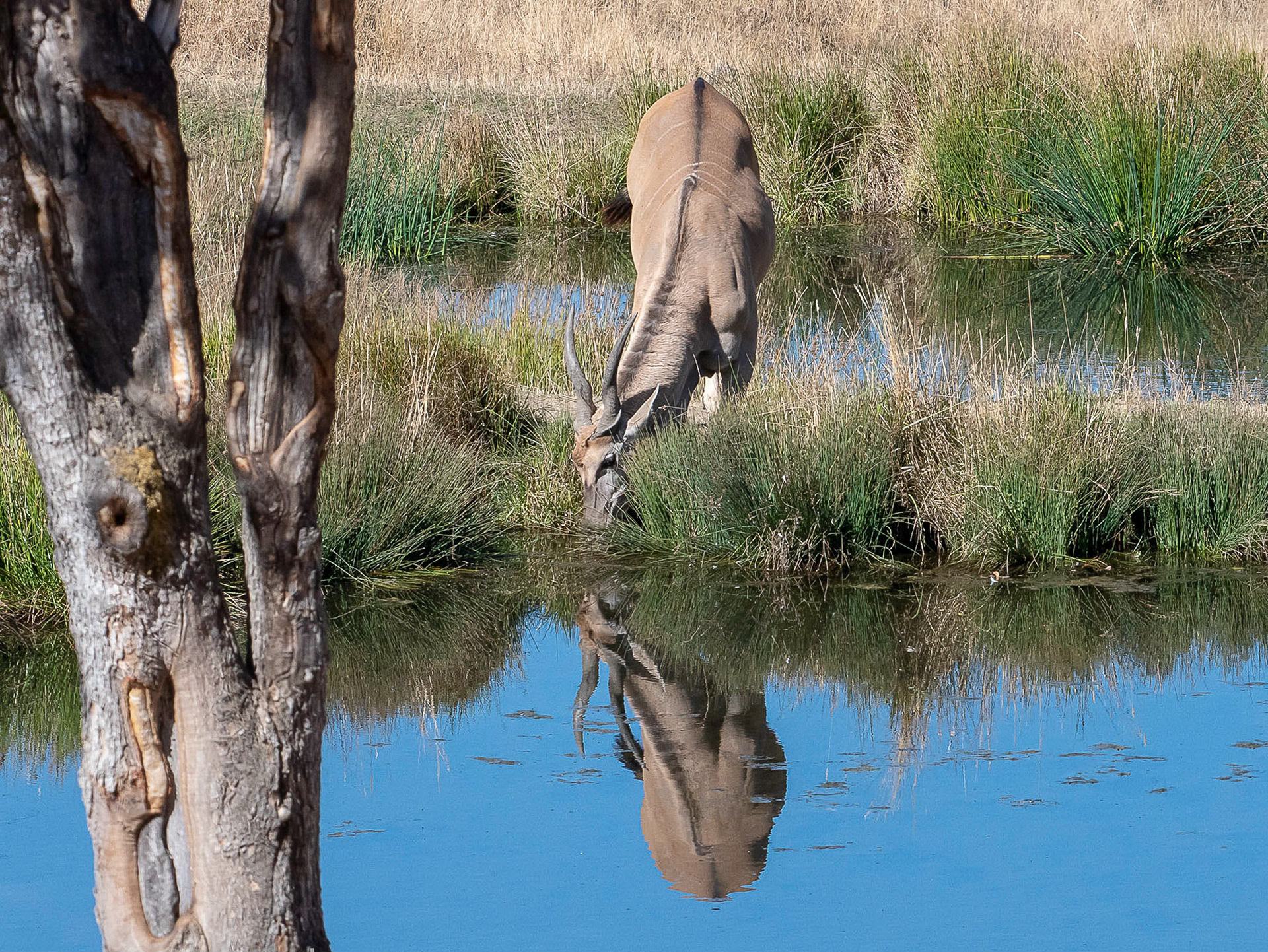 African horned ibex