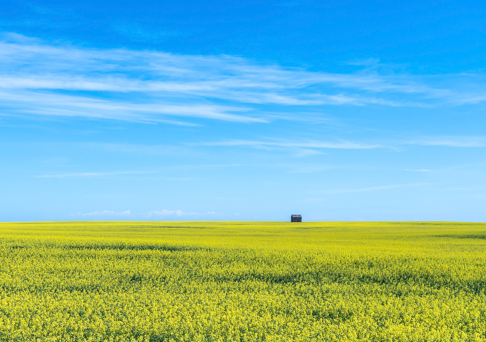 Canola Fields of Canada