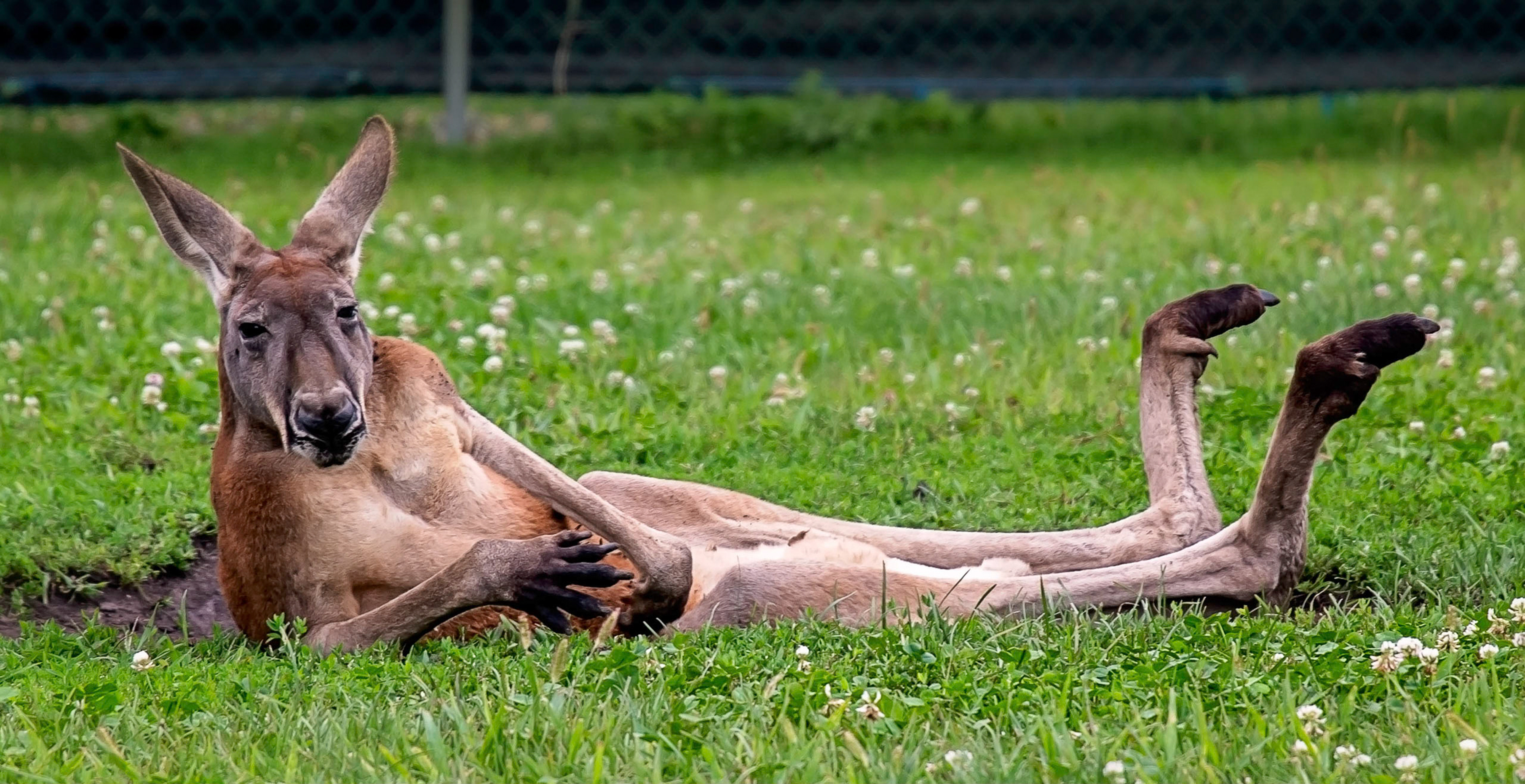 Burt Reynolds the Kangaroo