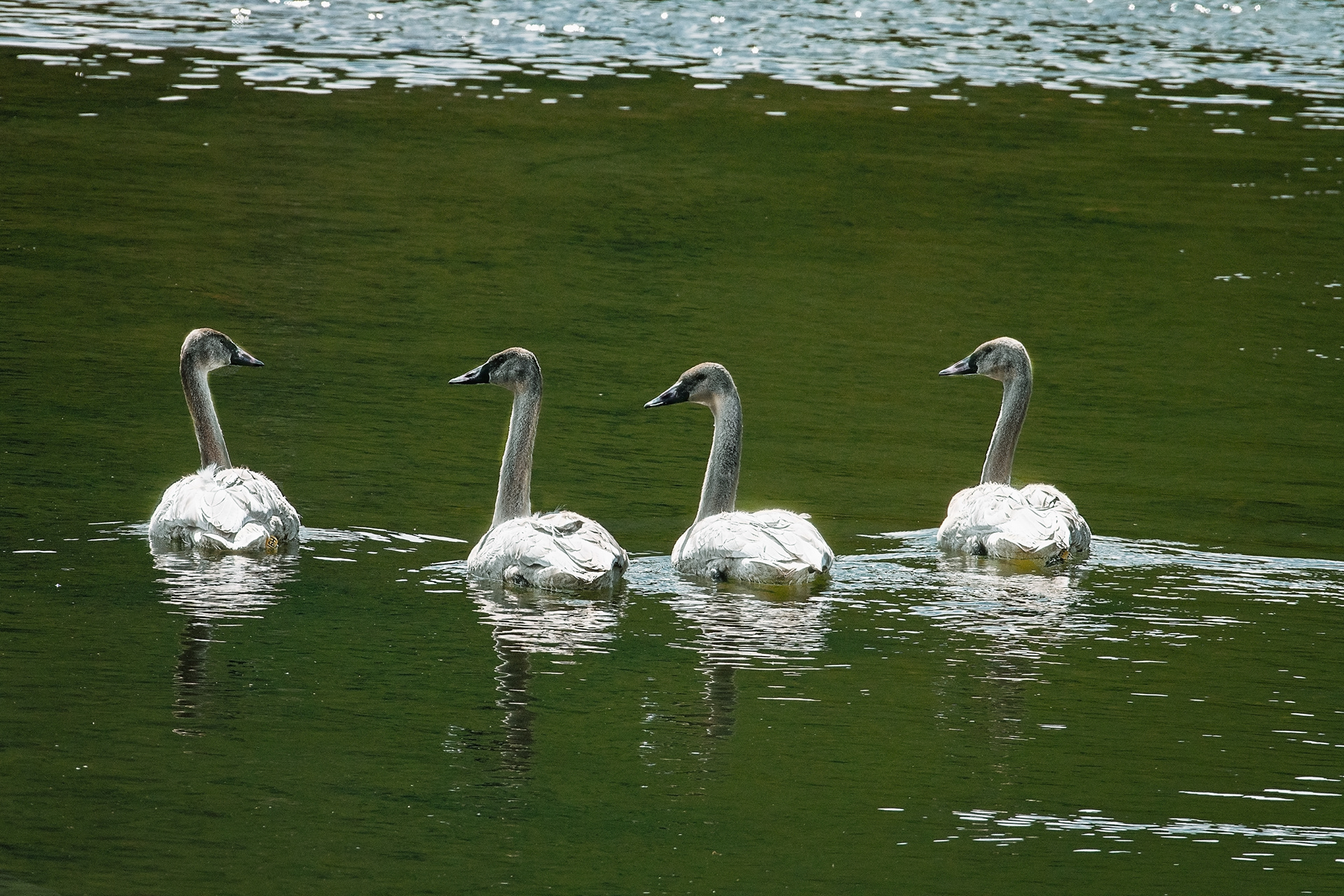 Canadian Geese