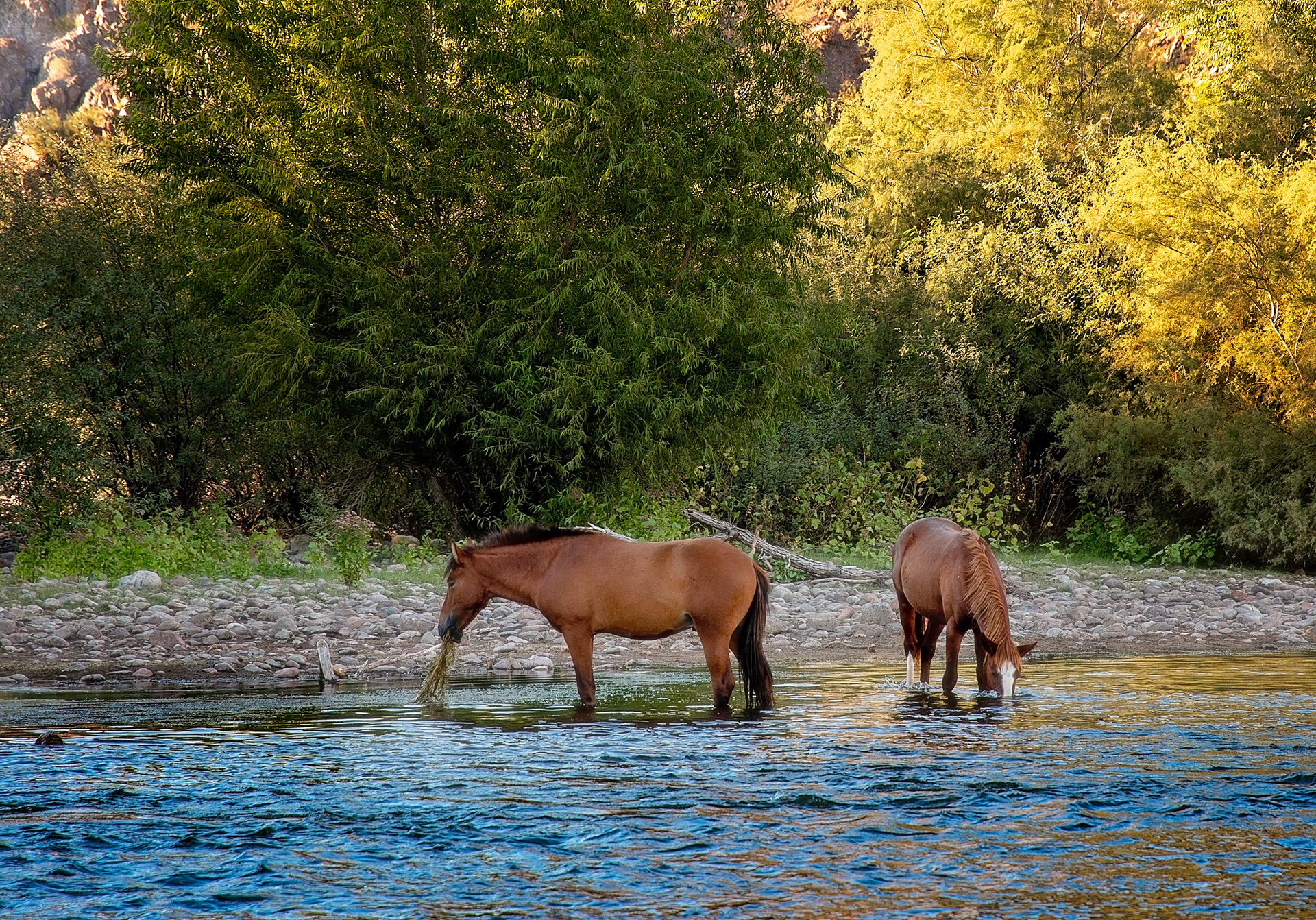 Wild Horse at Salt River