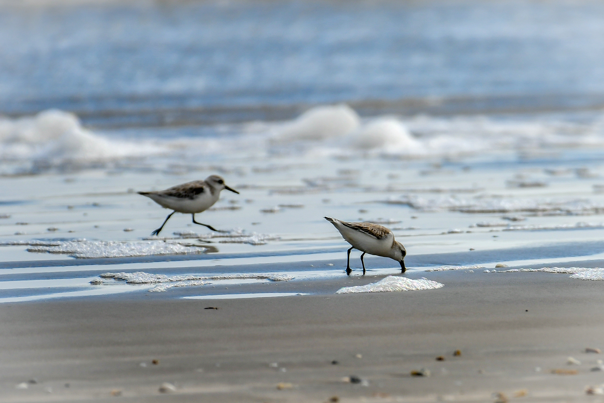 Sand Pipers