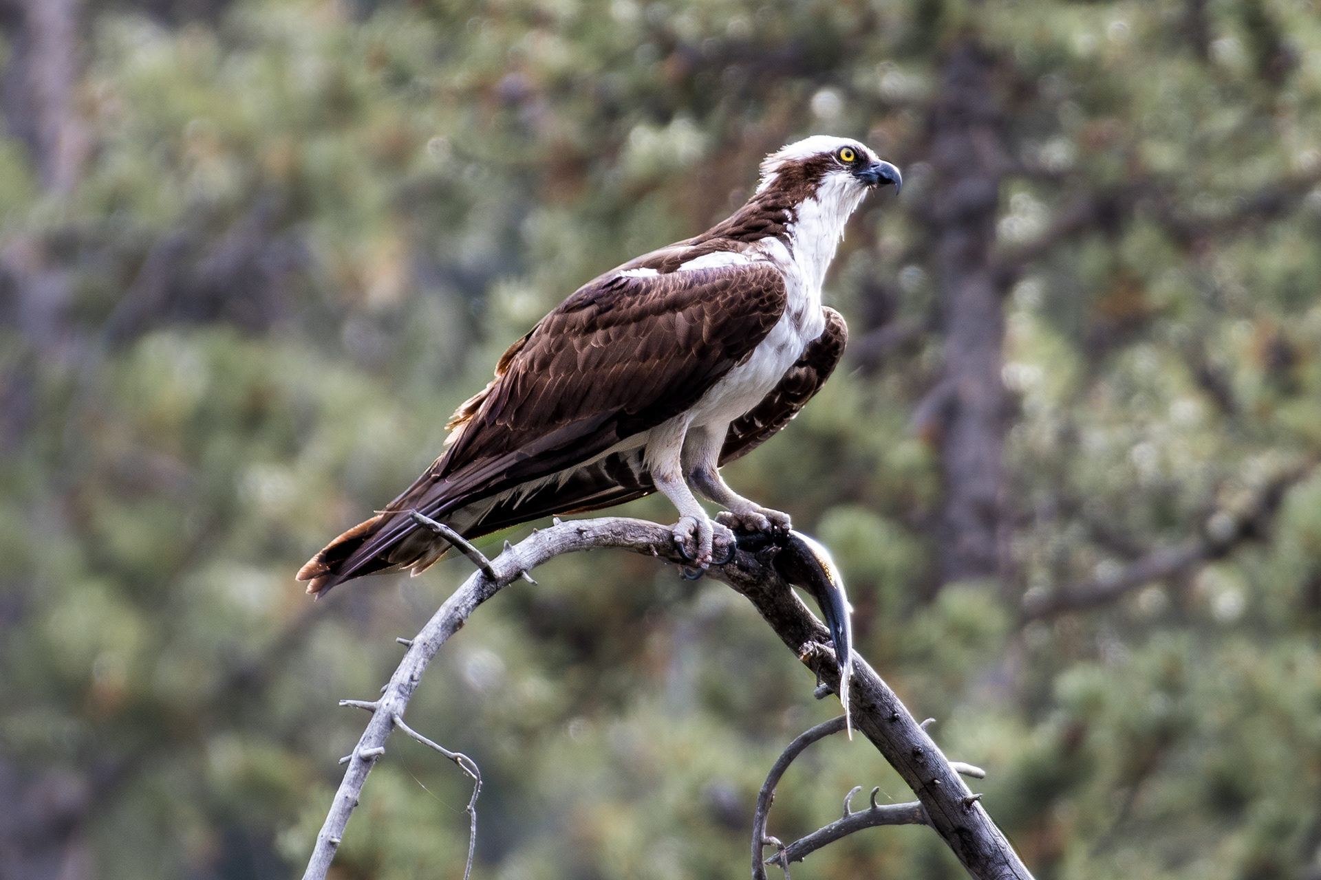 Osprey with fish