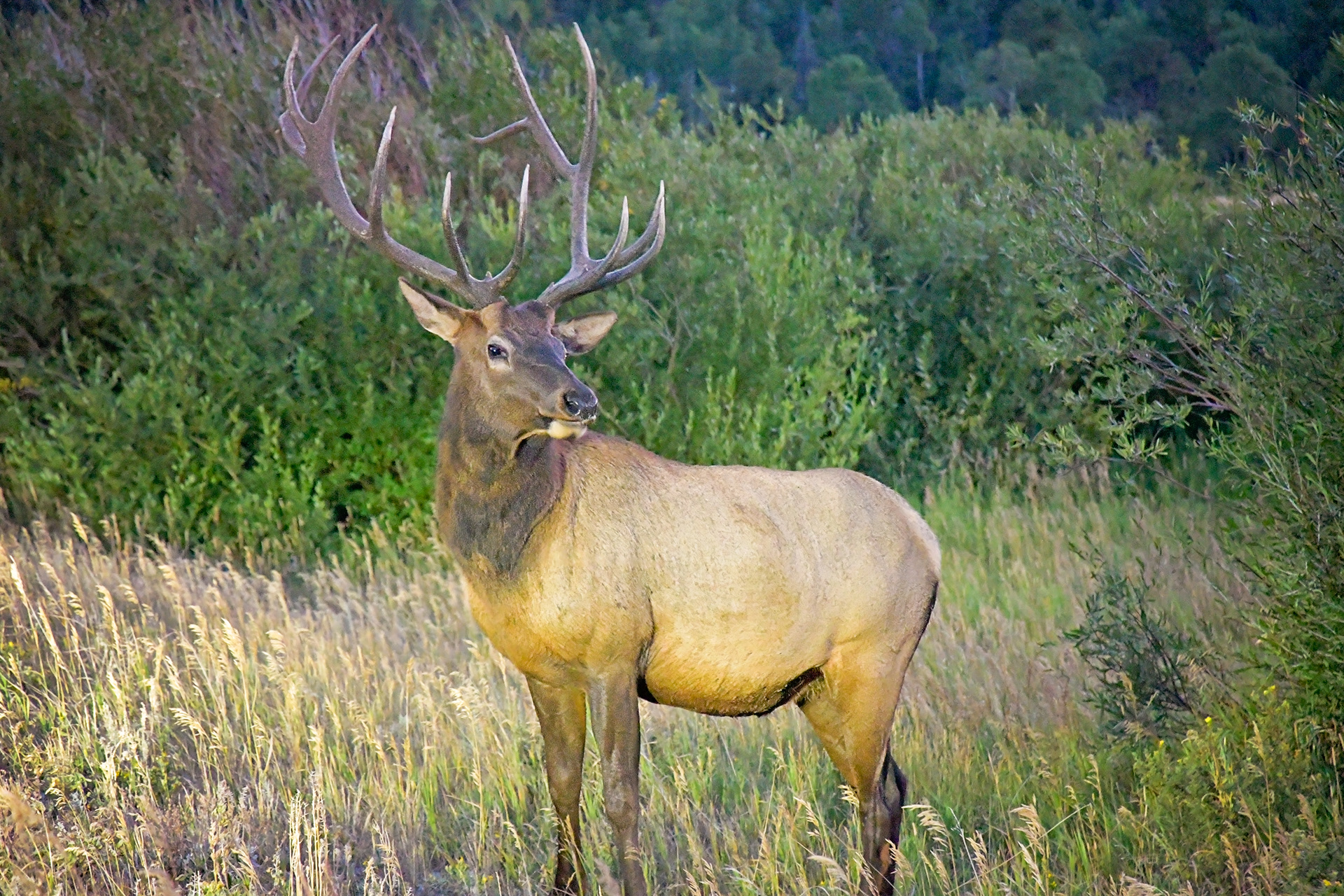 Elk