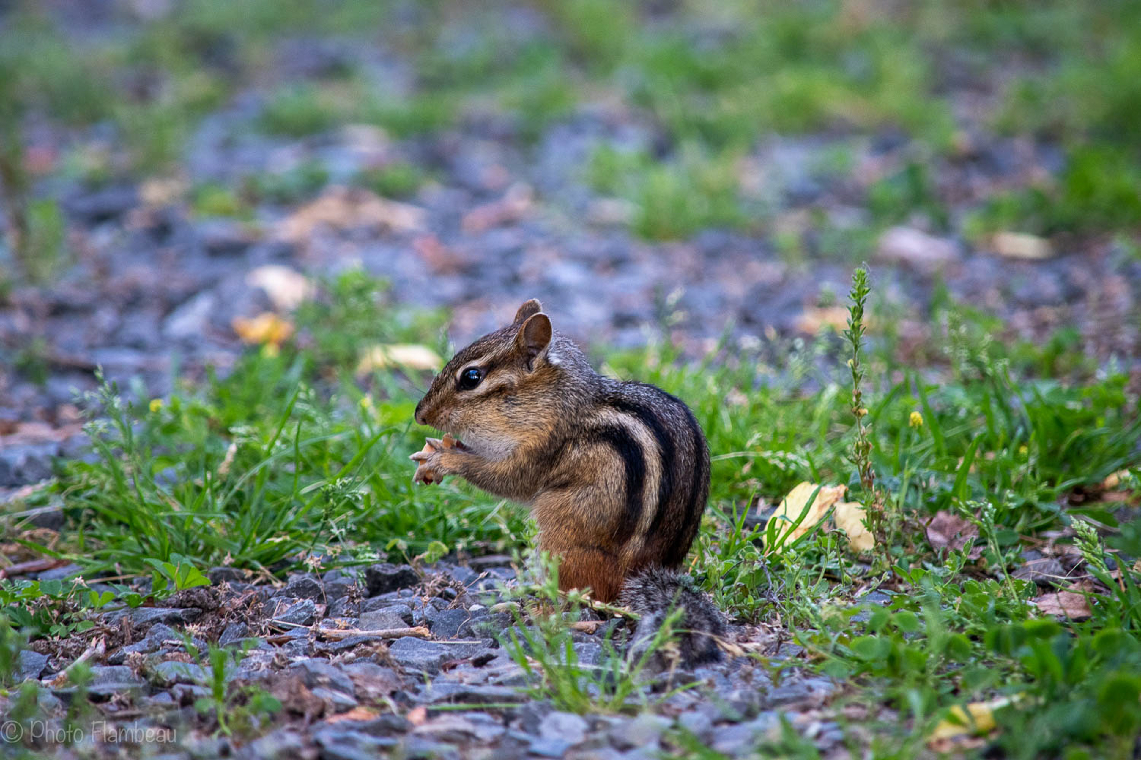 Chipmonk