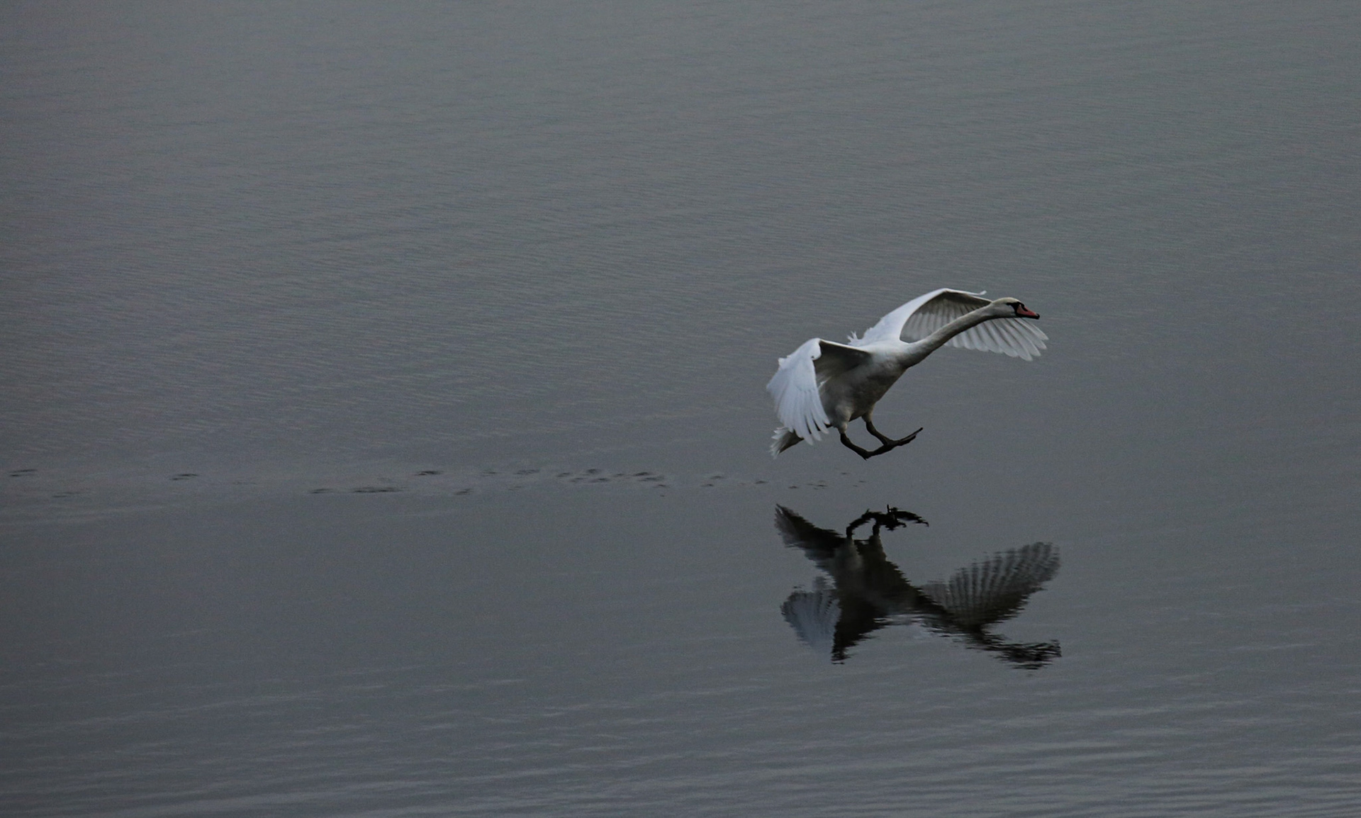 Swan landing