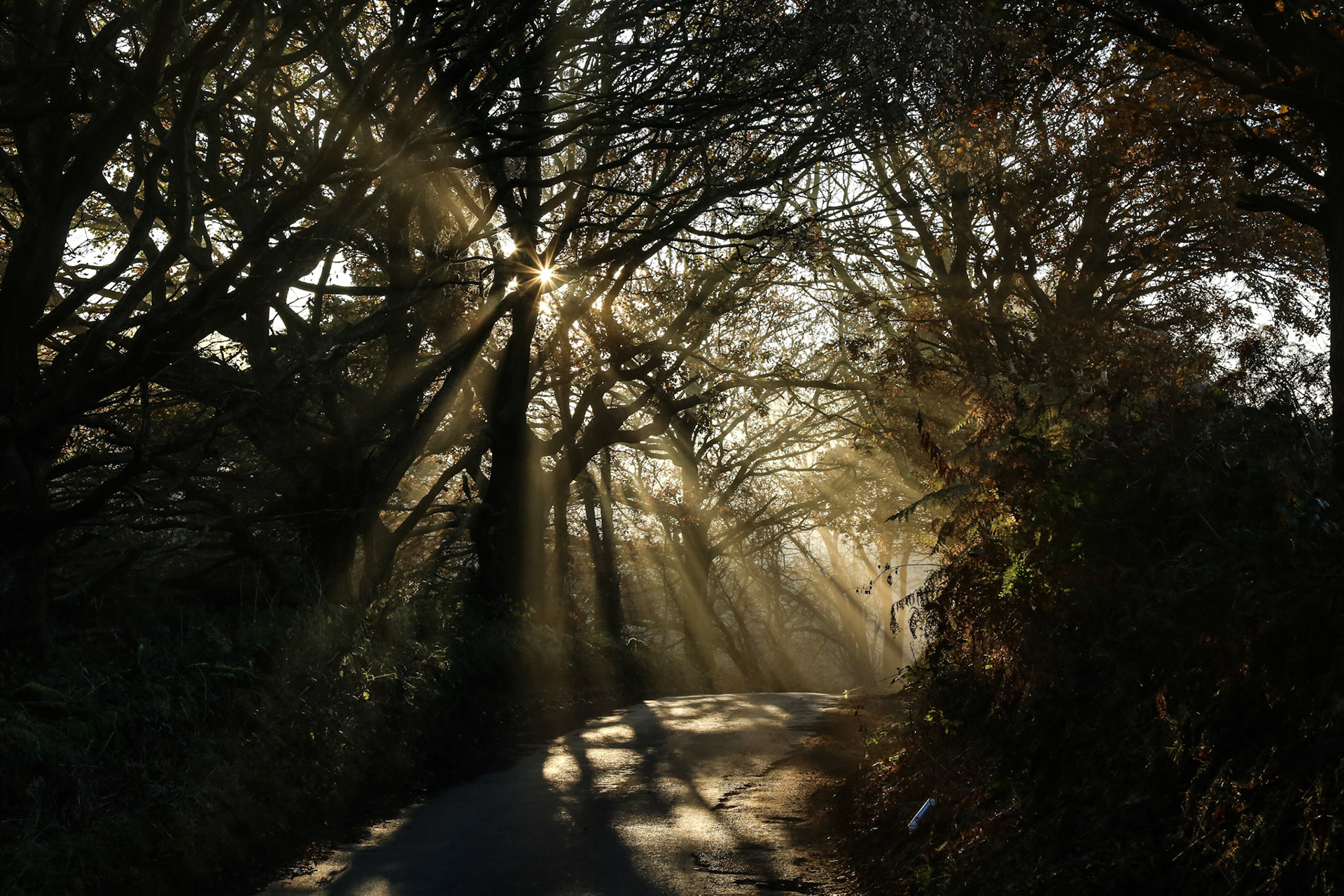 Mist on the lane