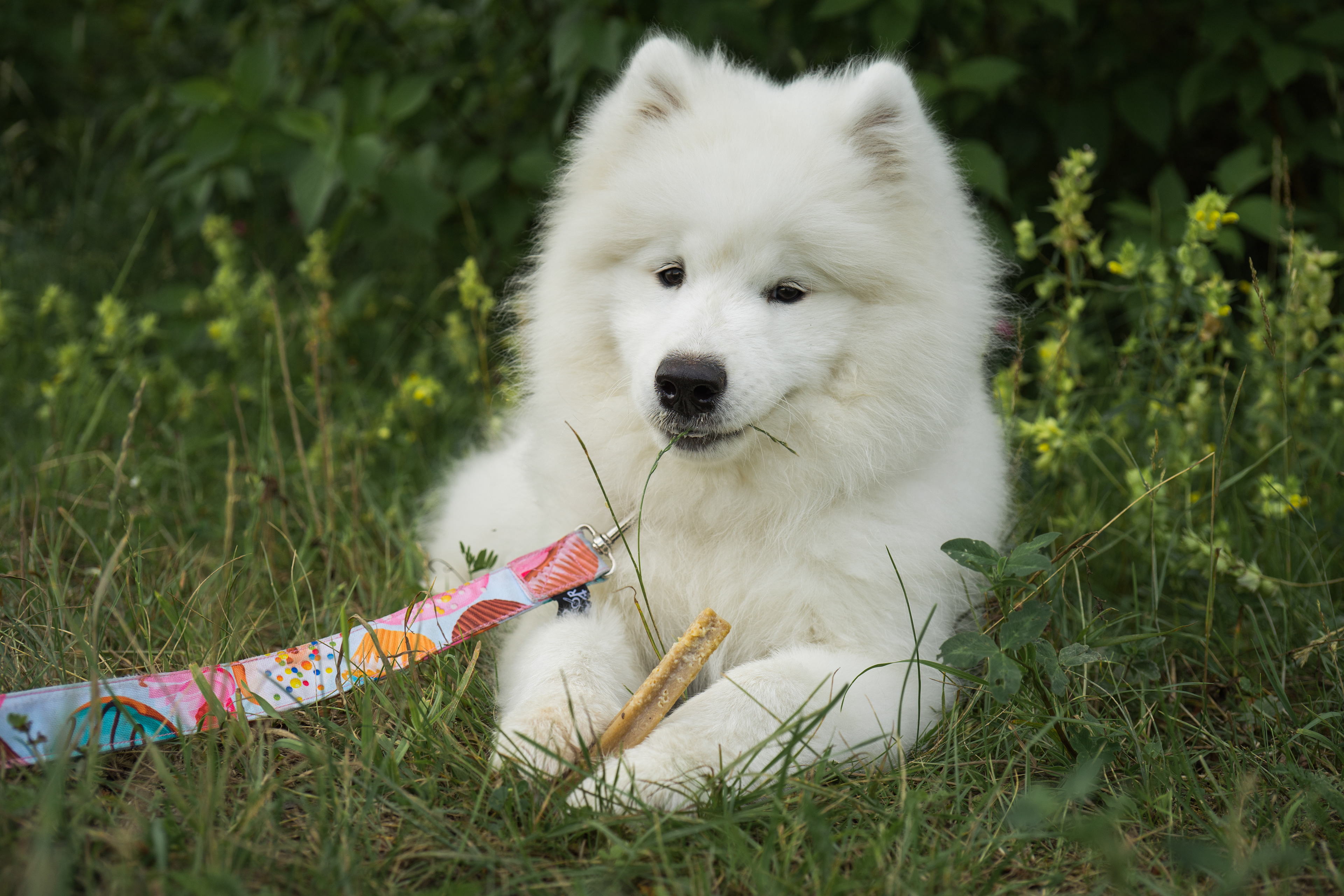 Samoyed - sesja w parku