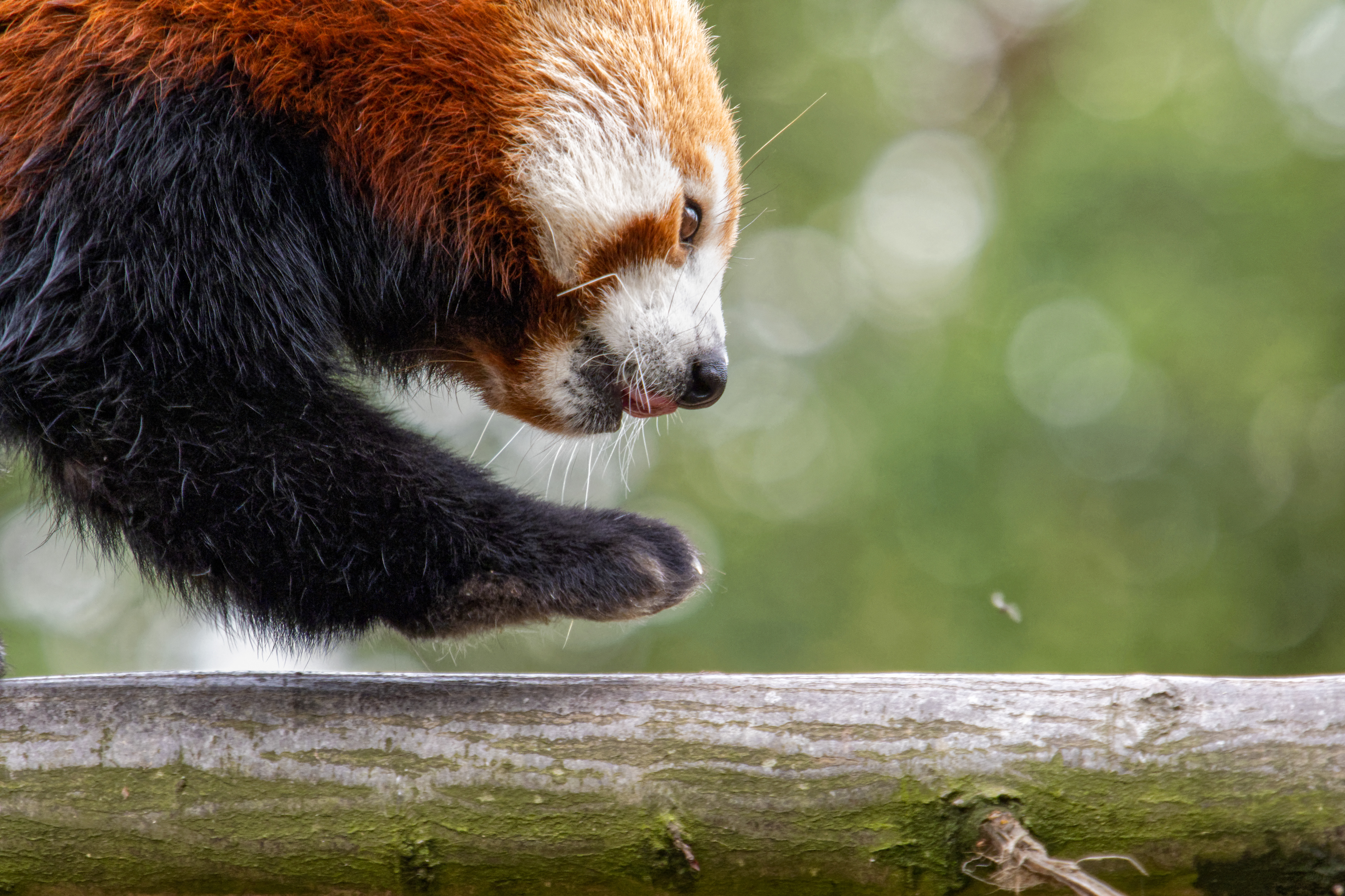 A red panda