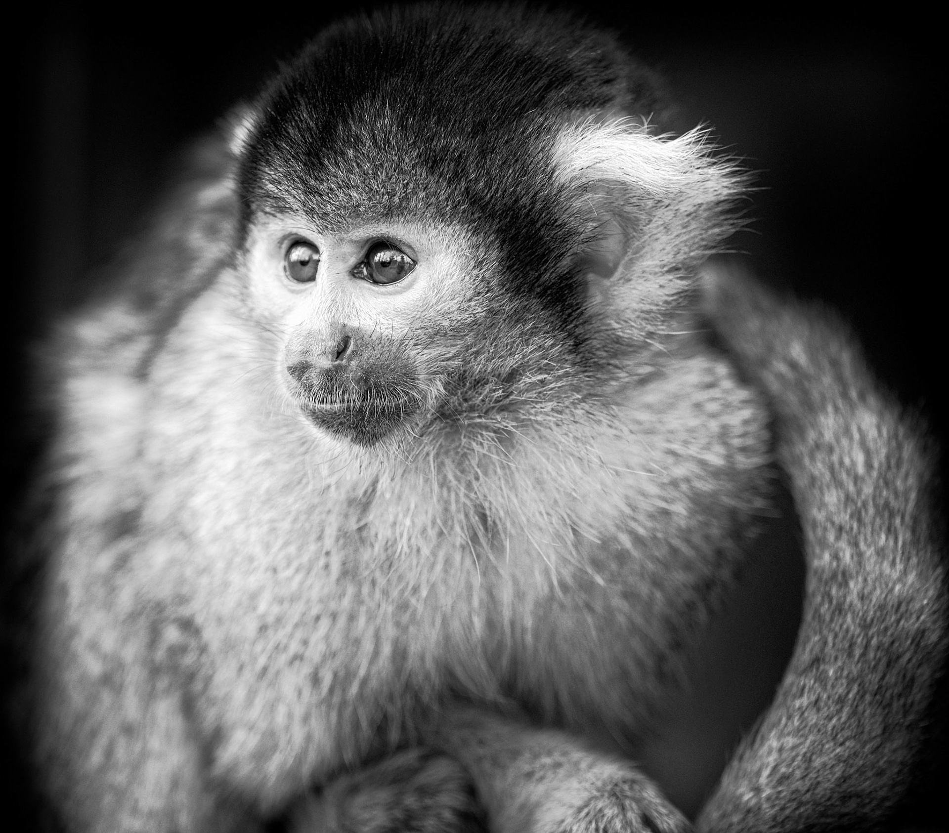 A black-capped squirrel monkey