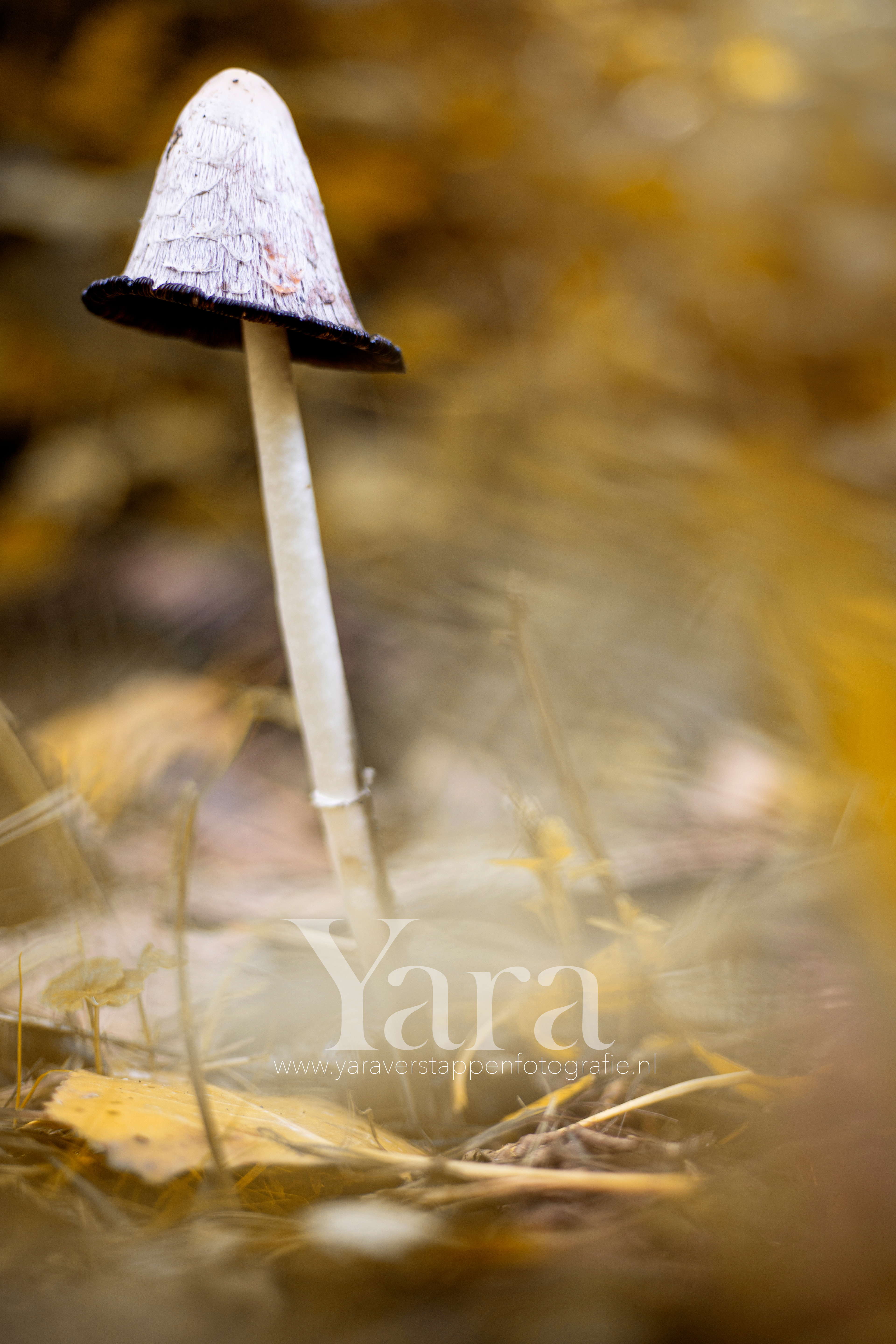 011 - Natuur