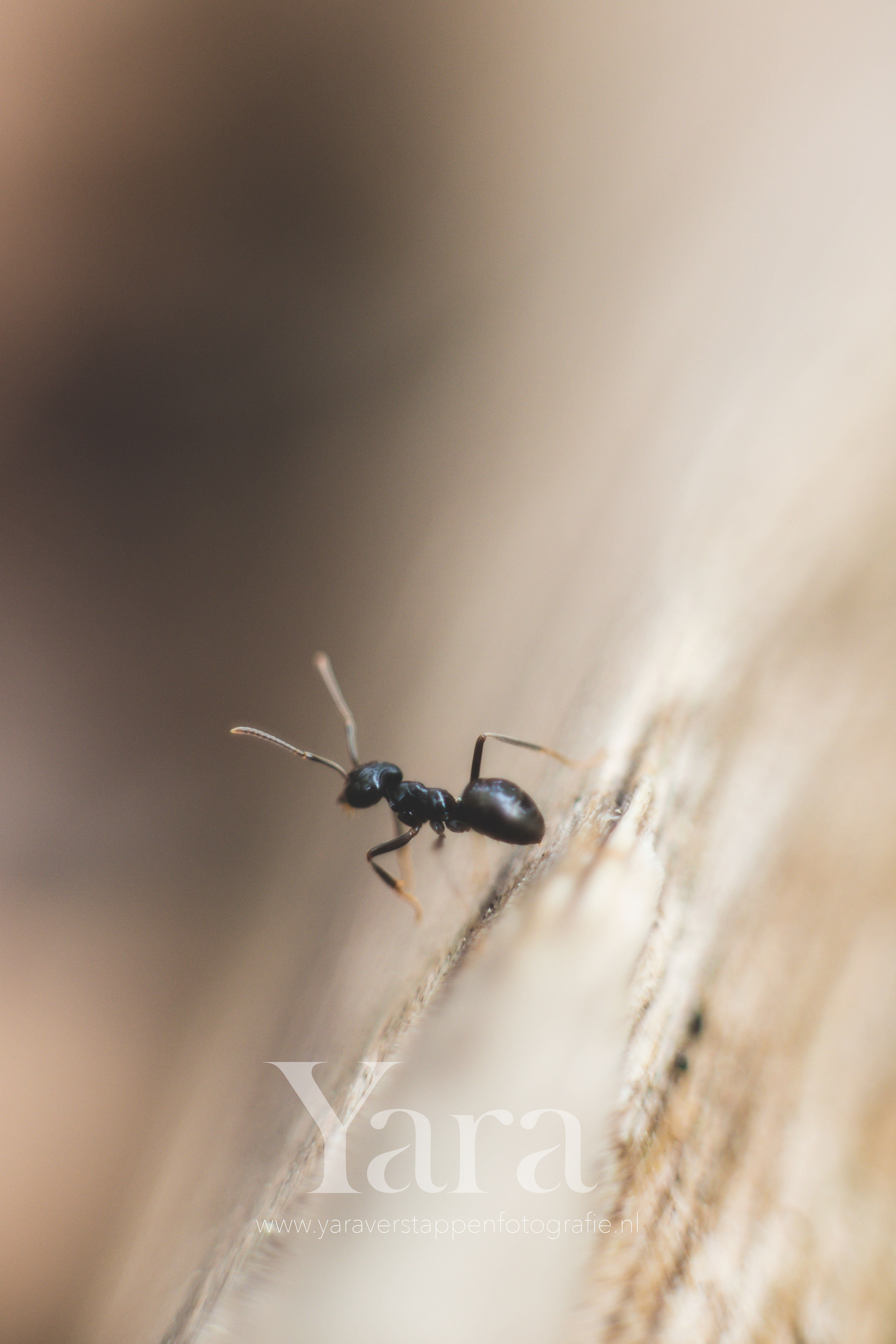 019 - Macro