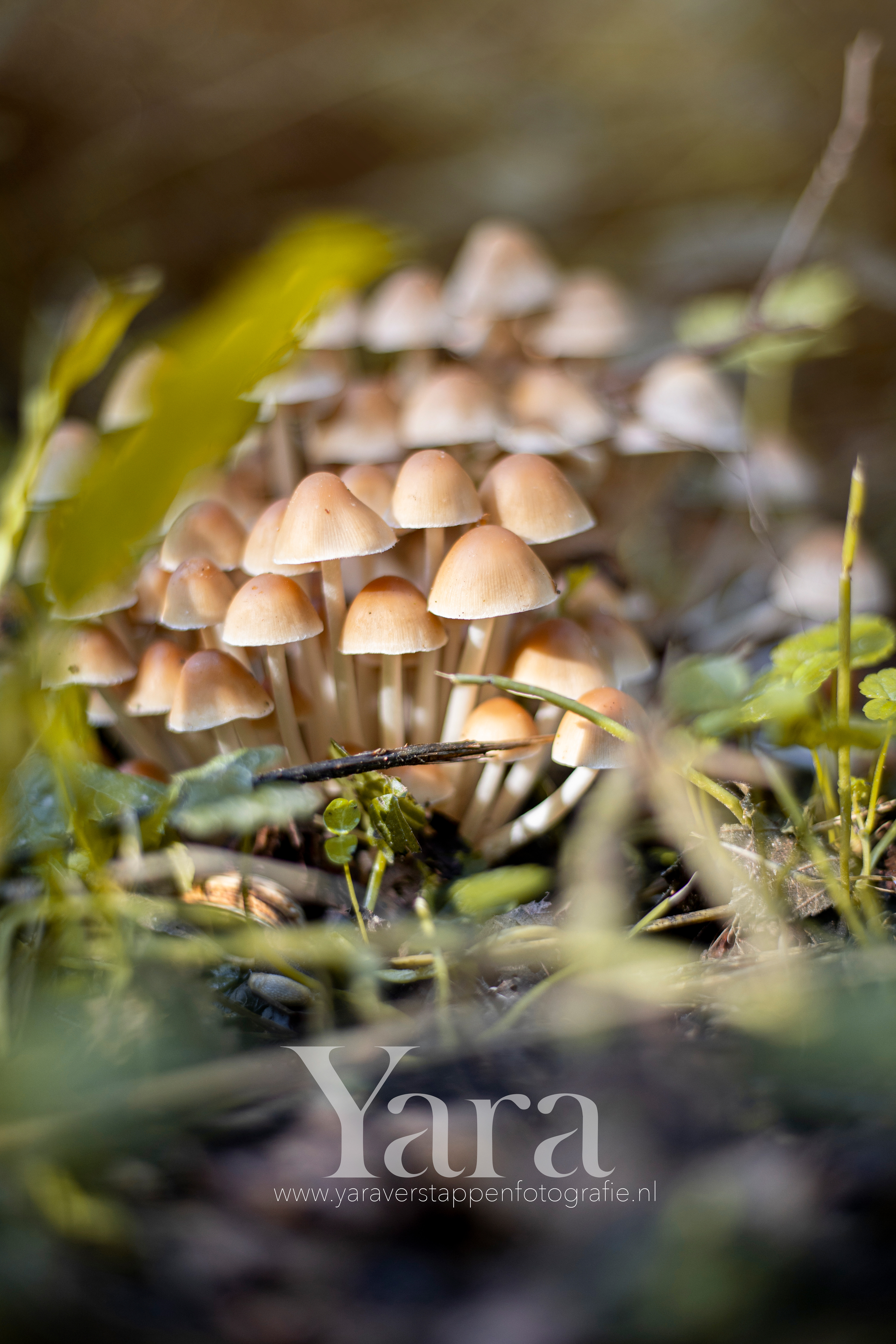 010 - Natuur
