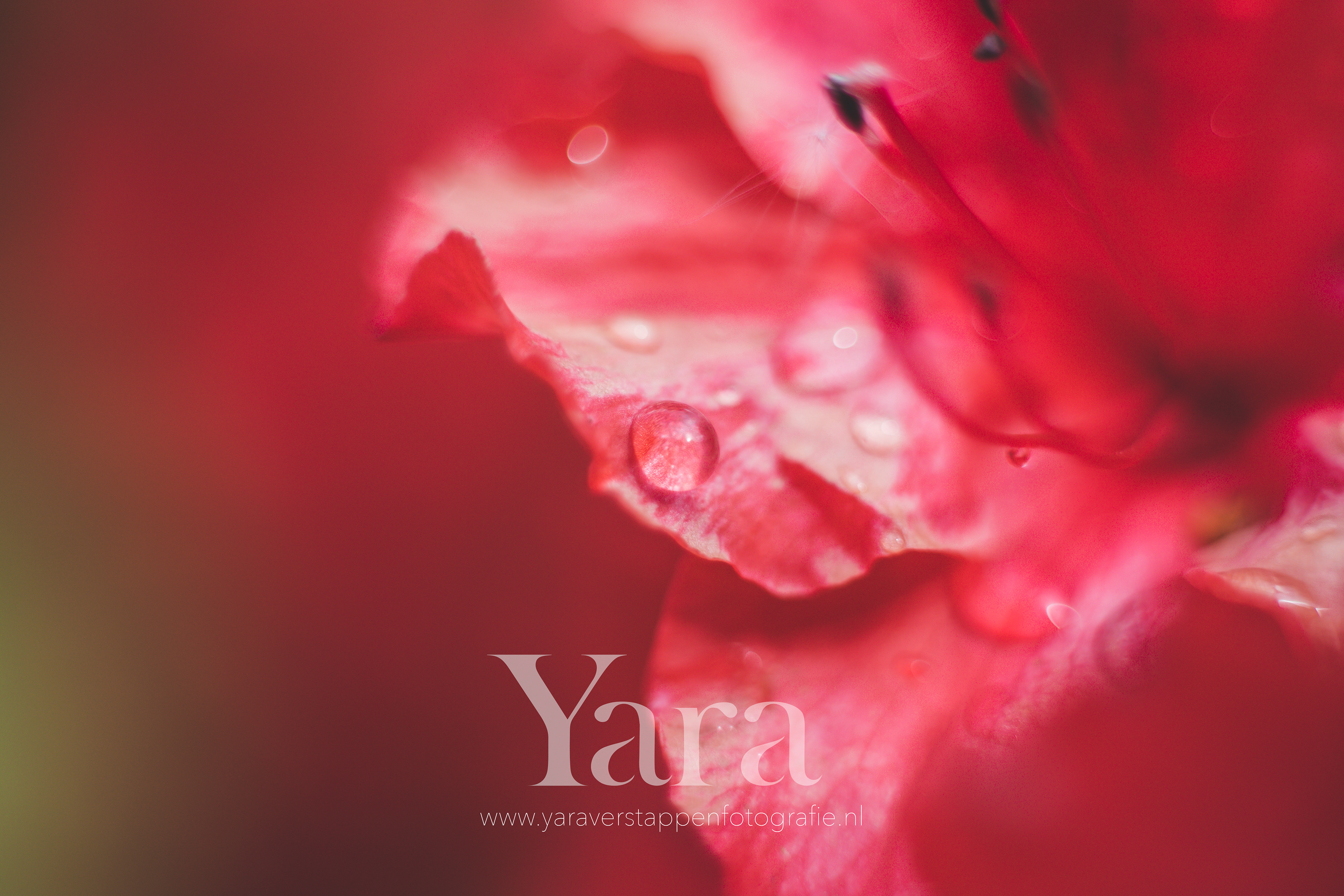 004 - Macro