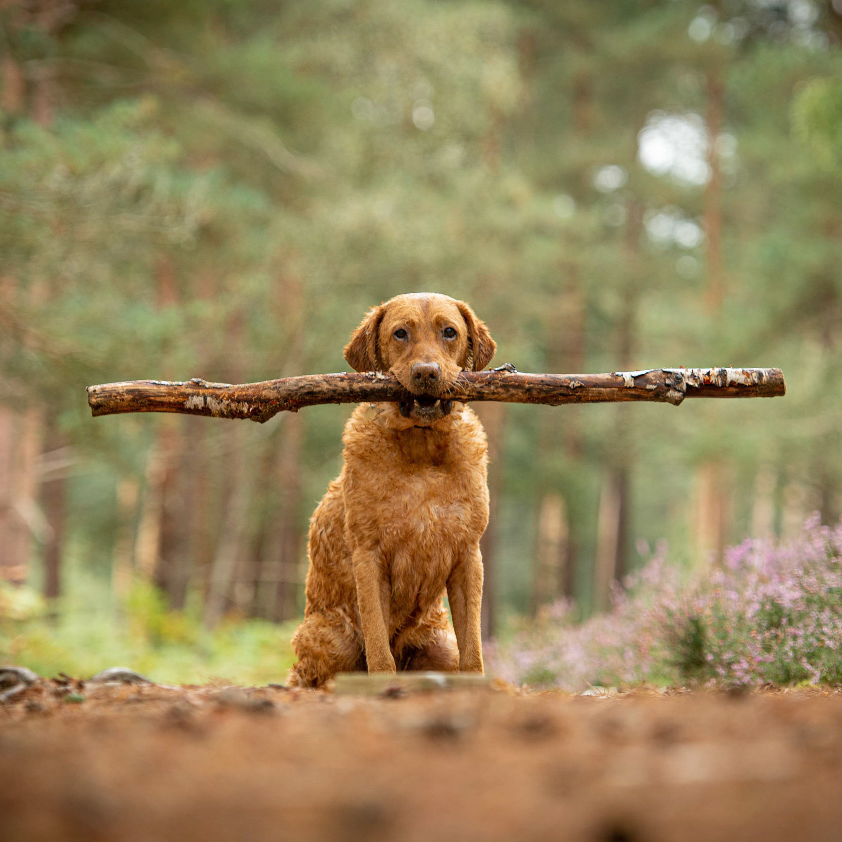 Surrey Dog Photography