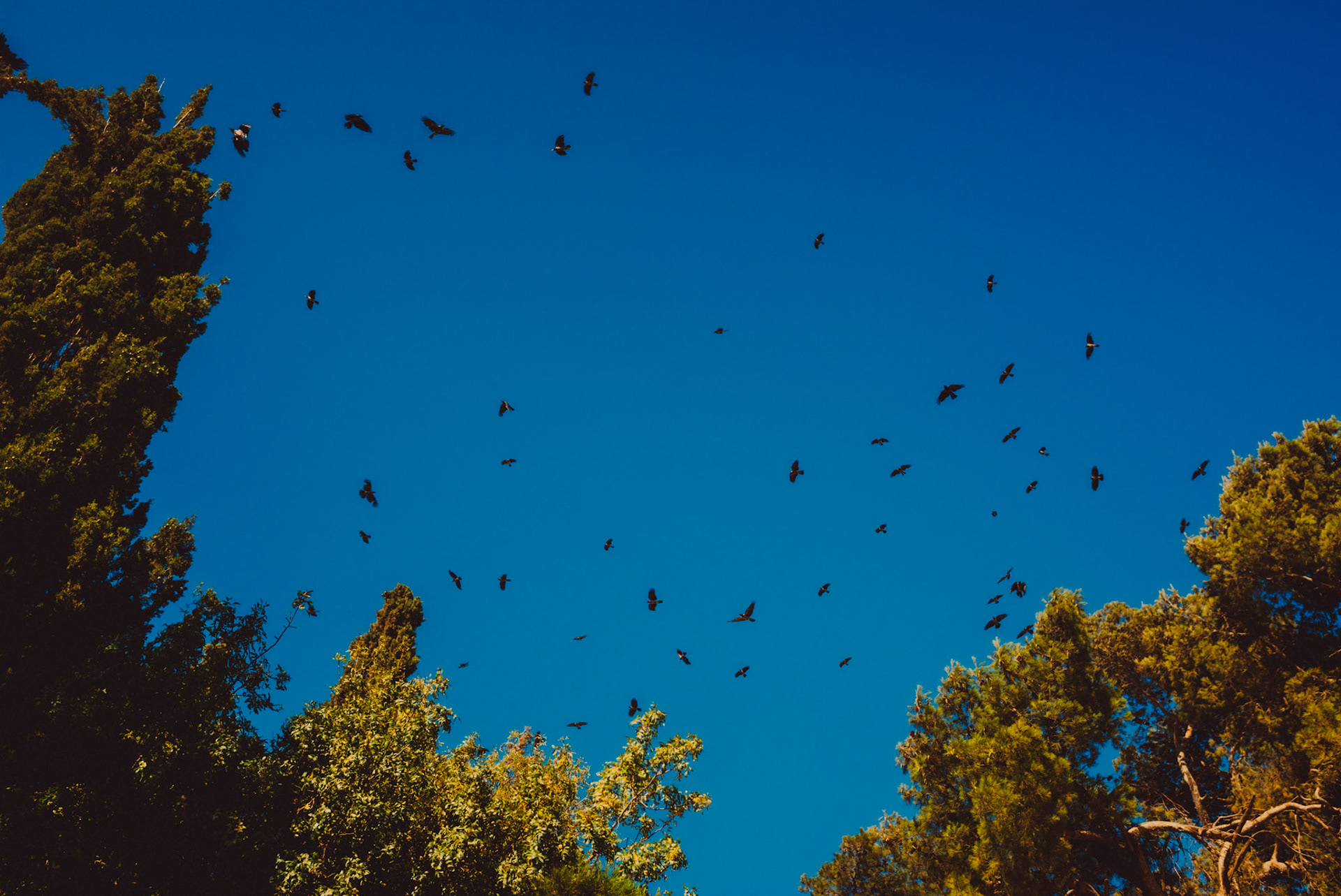 Crows flying over Gethsemane, Jerusalem, Israel, July 2015, Leica M.