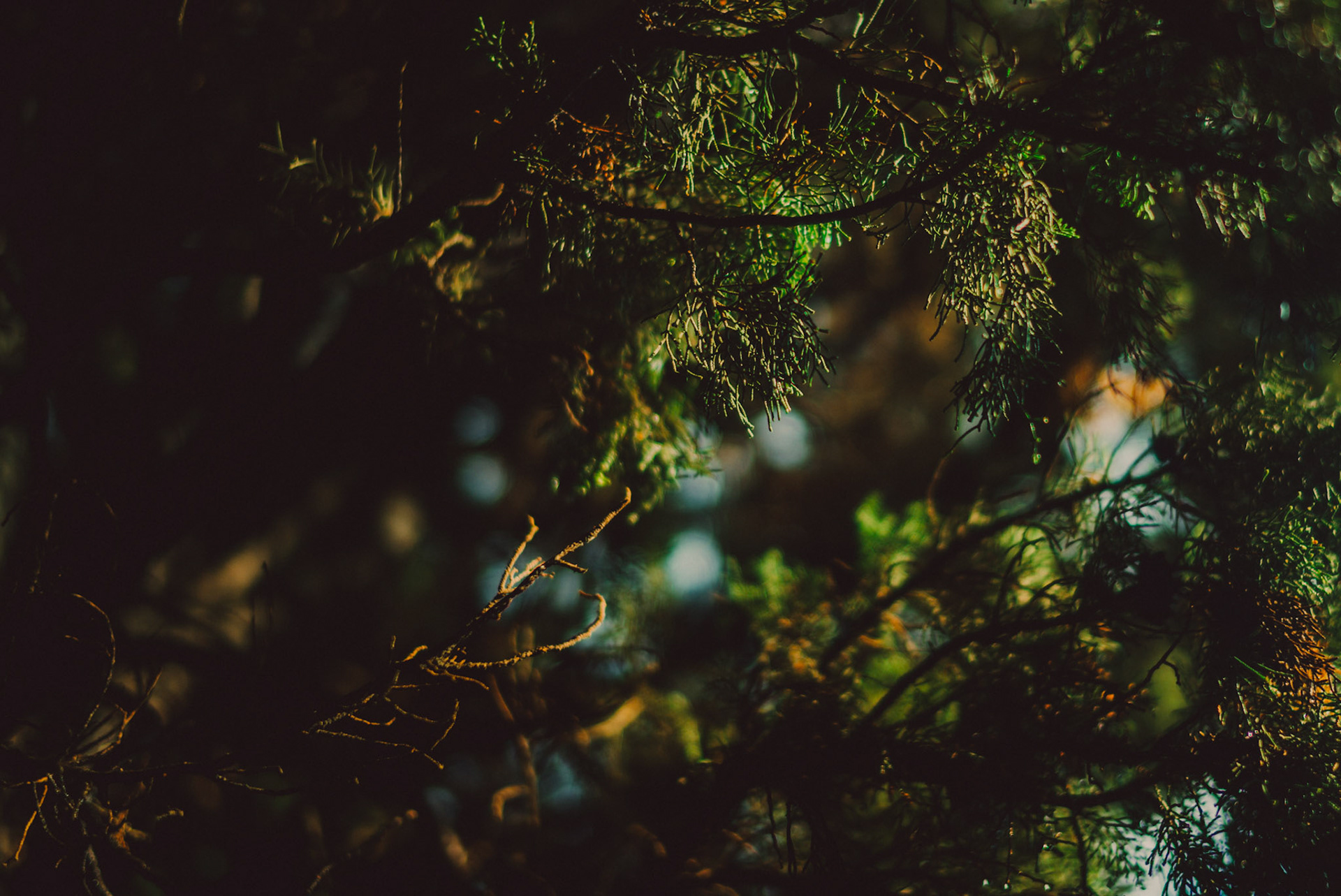 Pine tree needles at Convento San Girolamo, Verona, Italy, September 2017, Leica M.