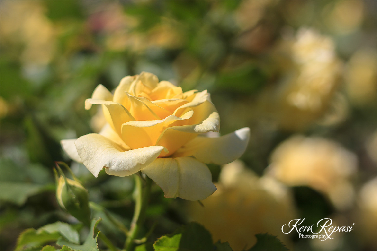 Yellow Rose