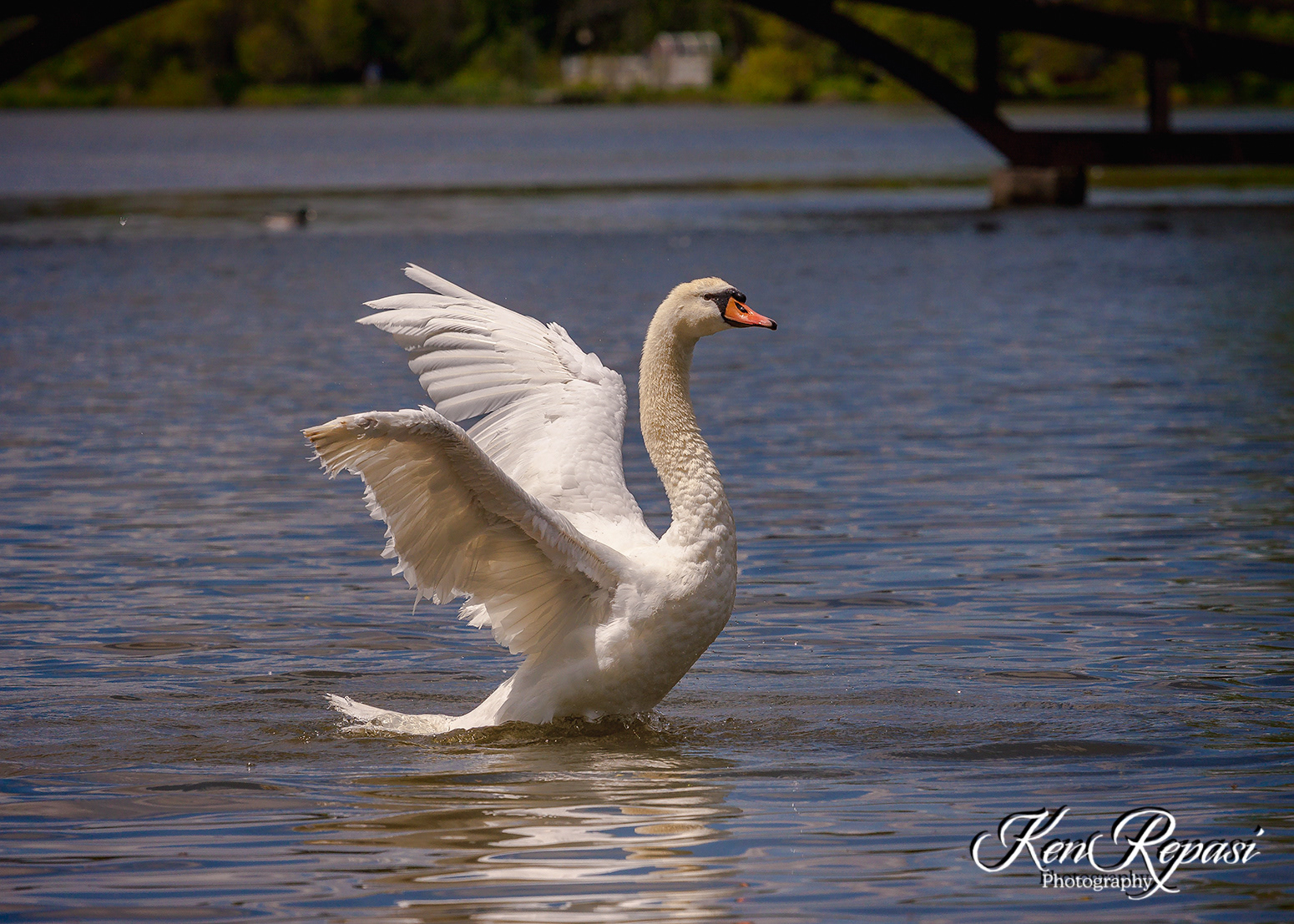 Swan Dance