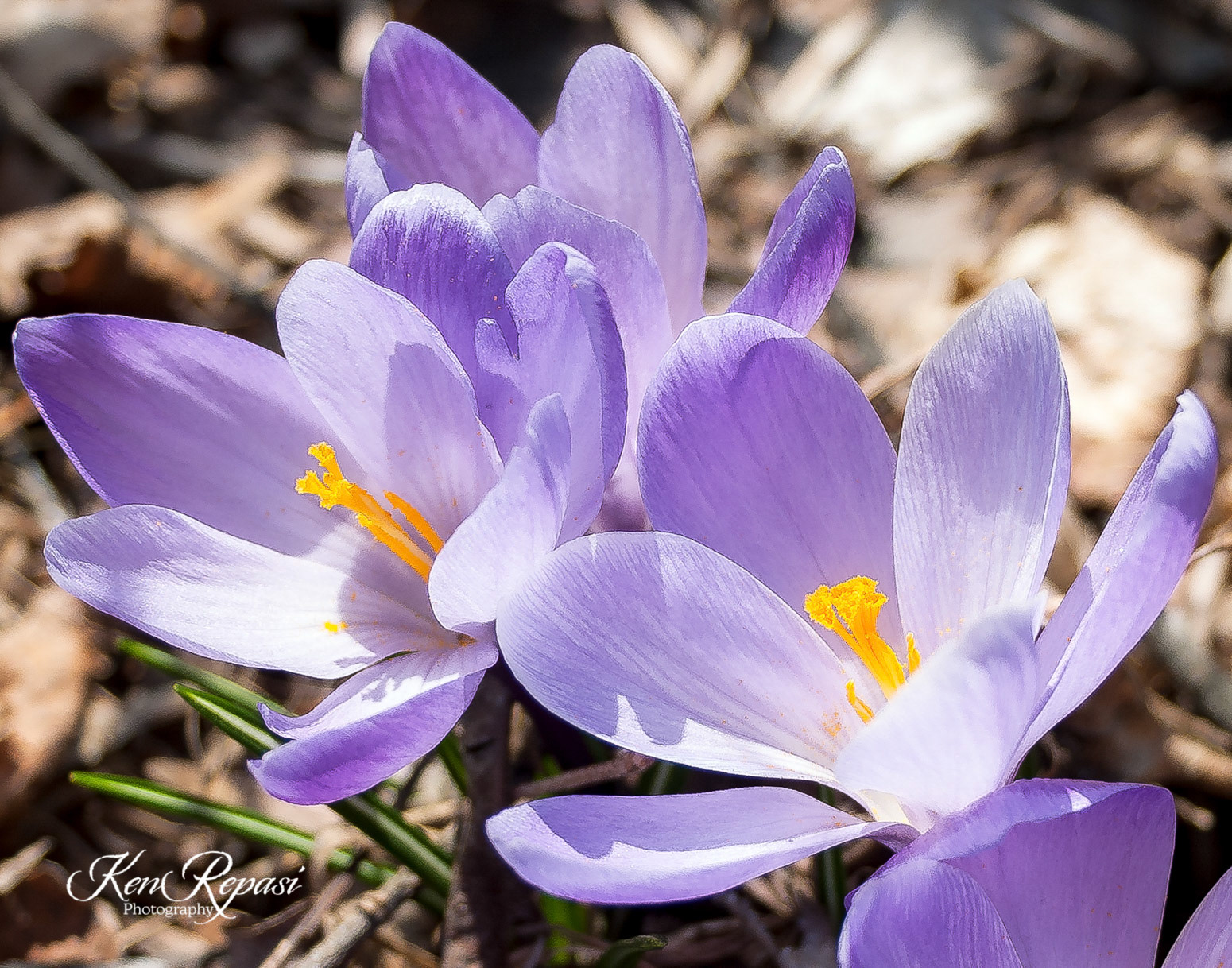 Mauve Crocus