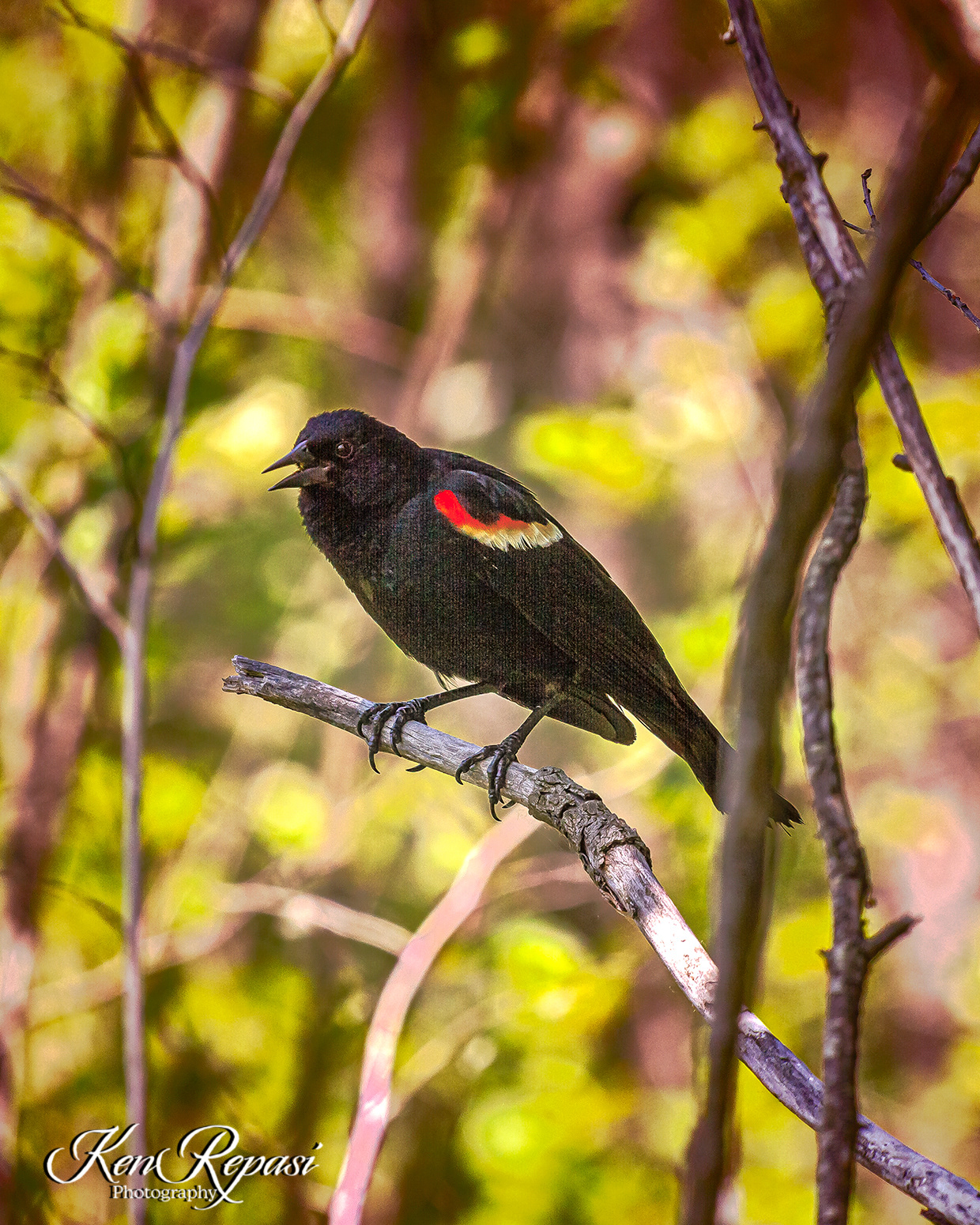 Red Winged Blackbird