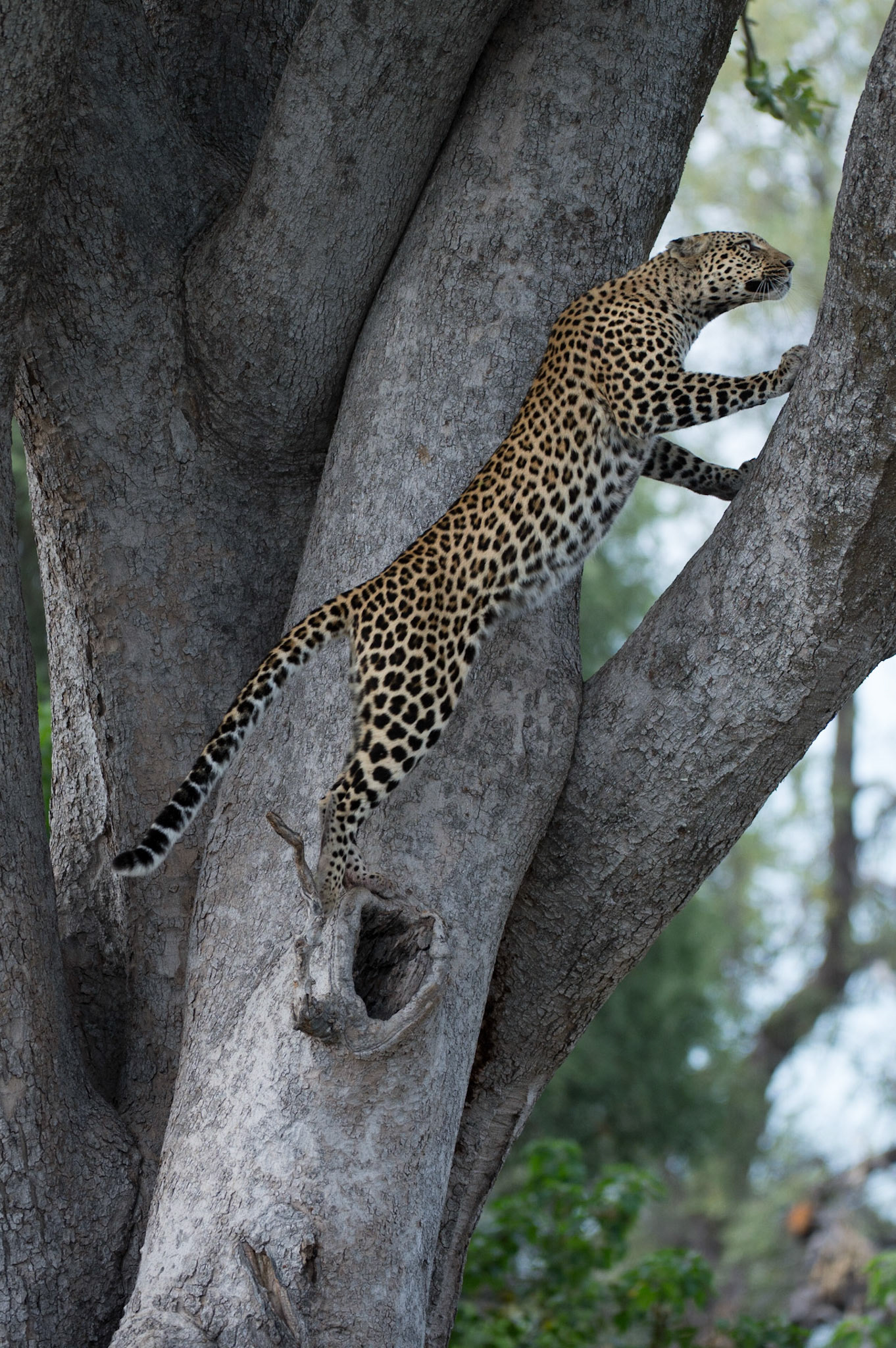Femaie leopard (Poula) climbing a tree