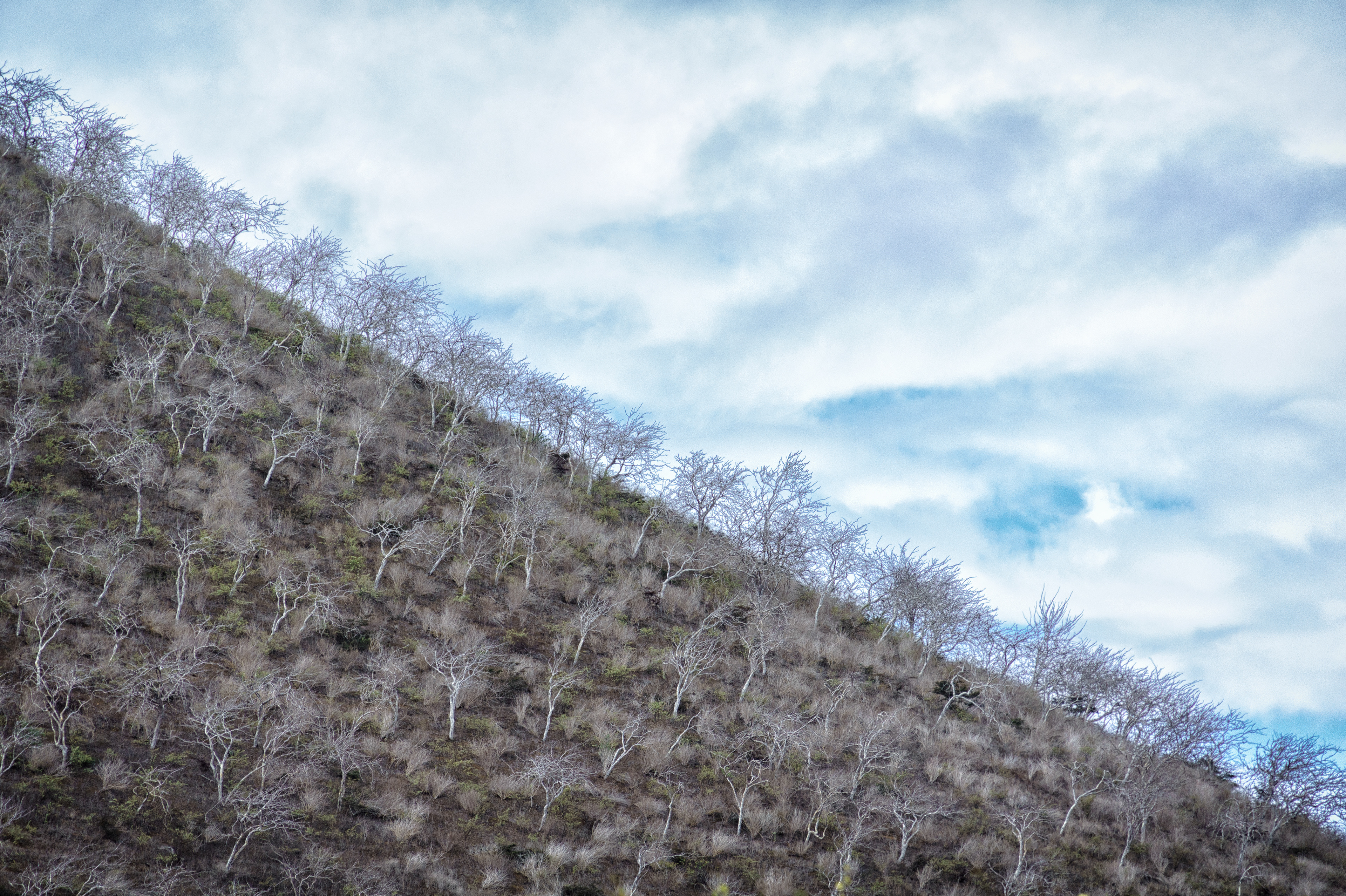 Diagonal Nature