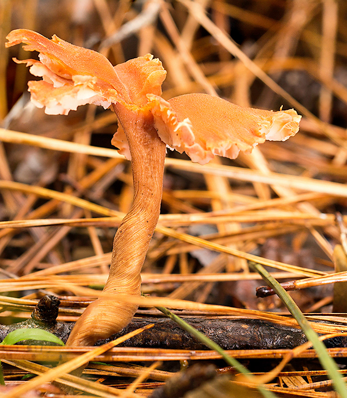 Orange Mushroom Photo