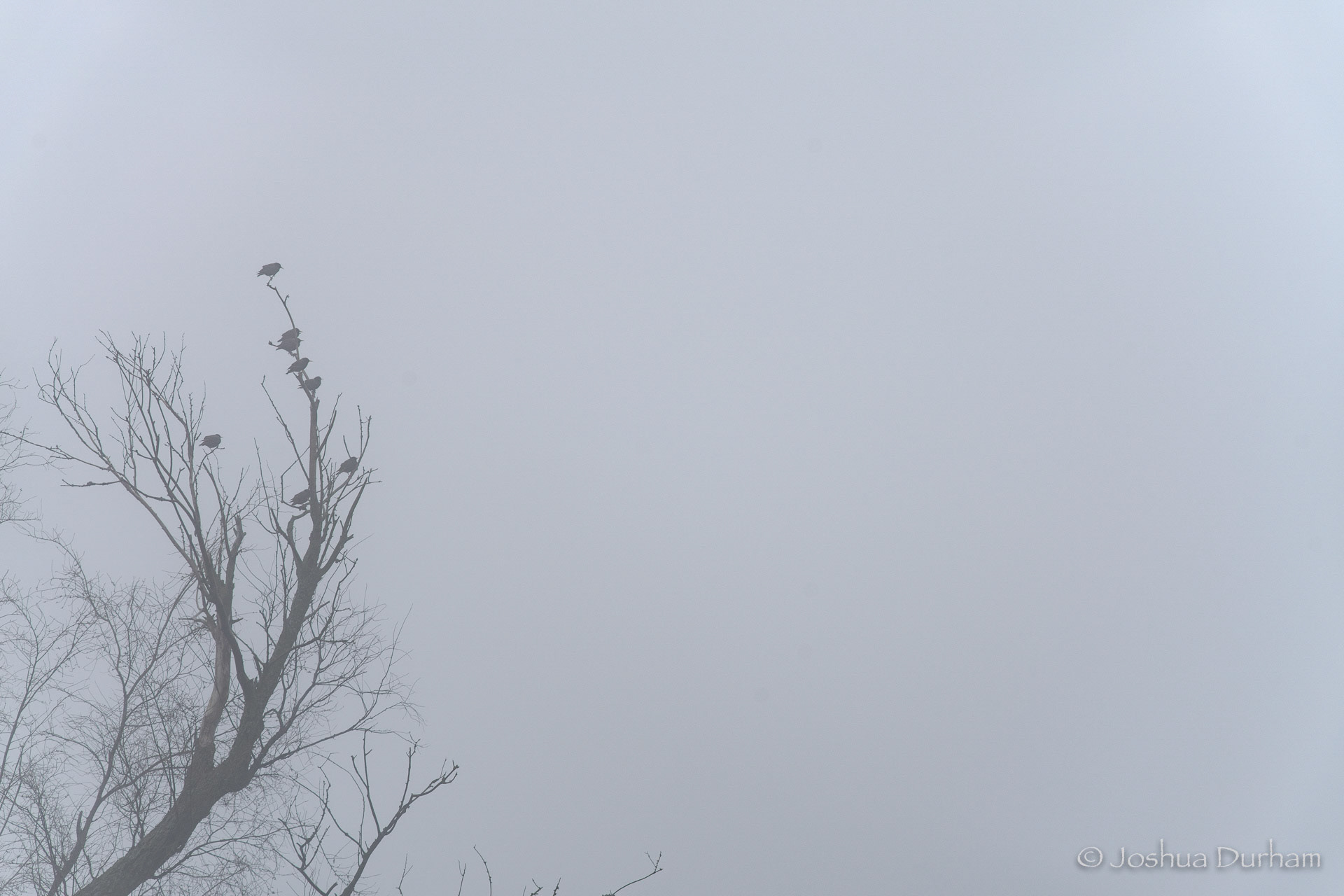 MO - Foggy Morning Birds