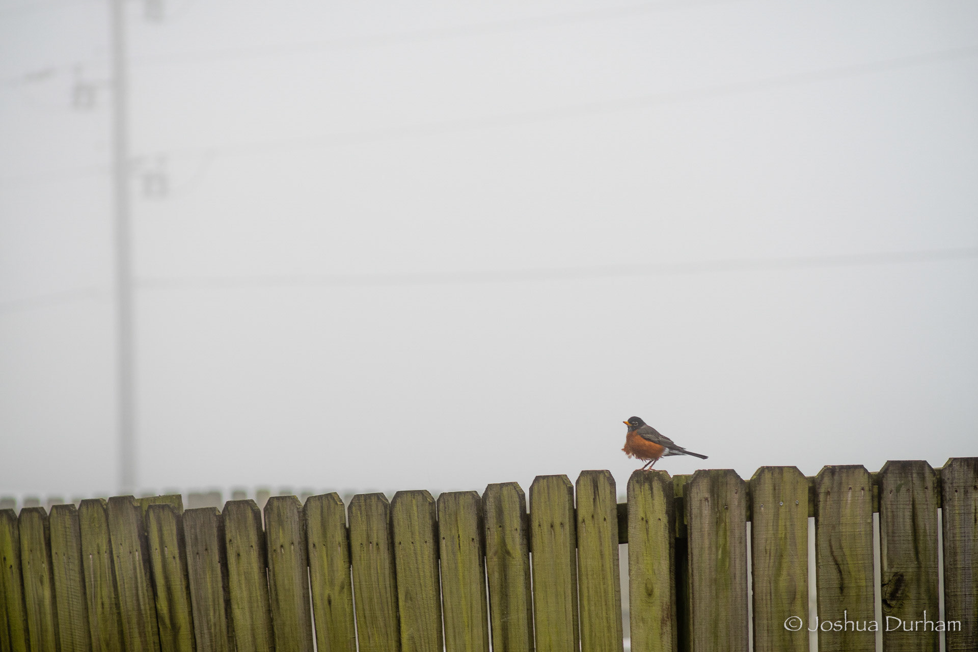 MO - Foggy Morning Robin 1