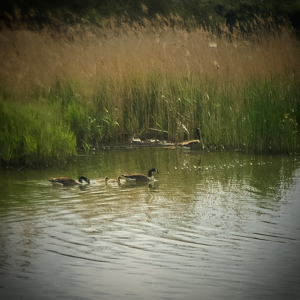 Canada Geese, Woodford
