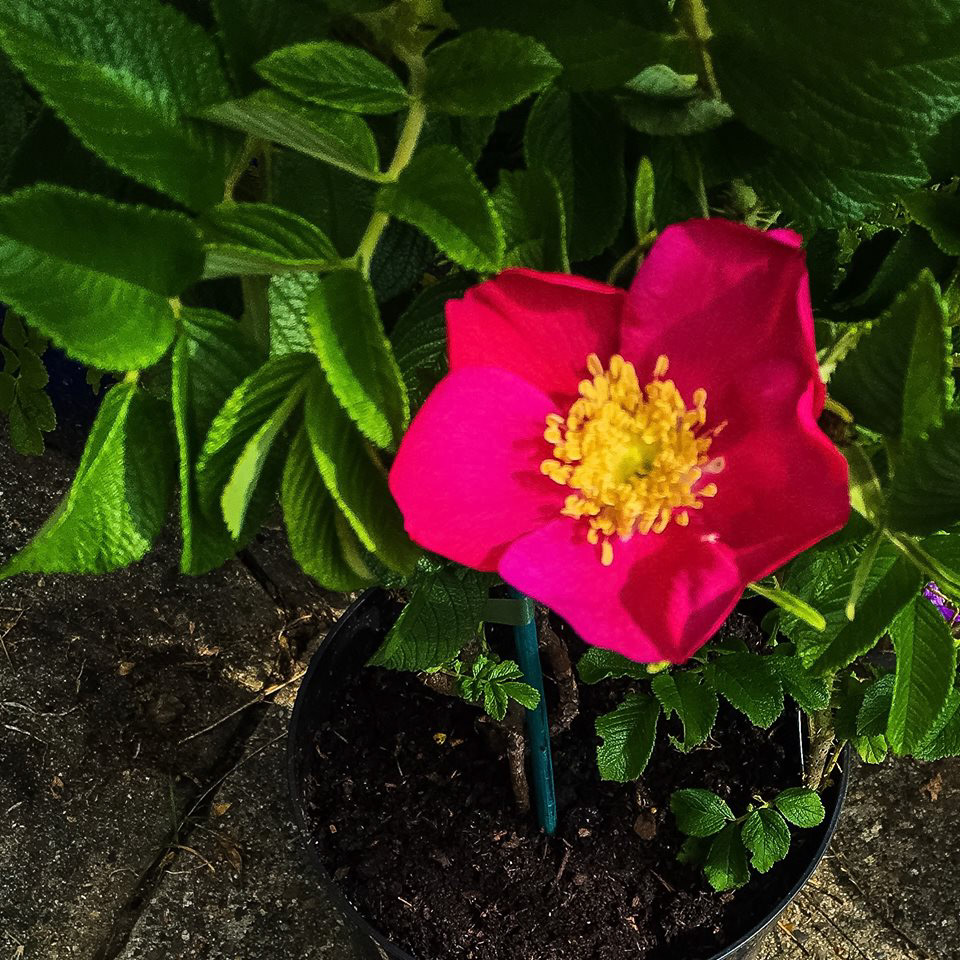 Rosa Rugosa Rubra