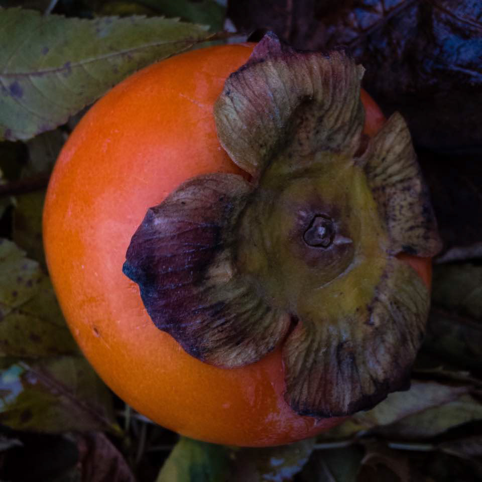 Persimmon