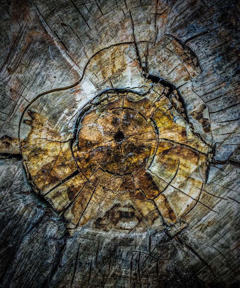 Tree Rings