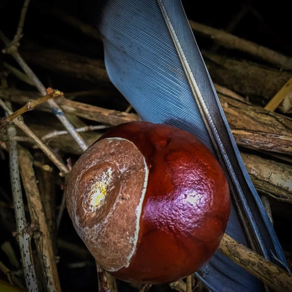 Chestnut with Feather