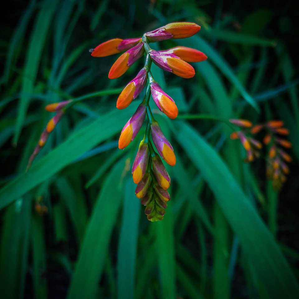 Crocosmia