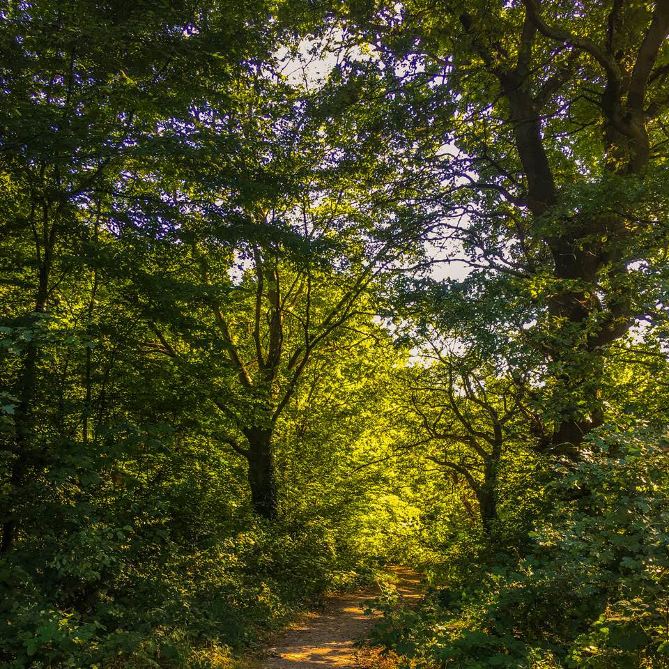 Path Through Epping Forest