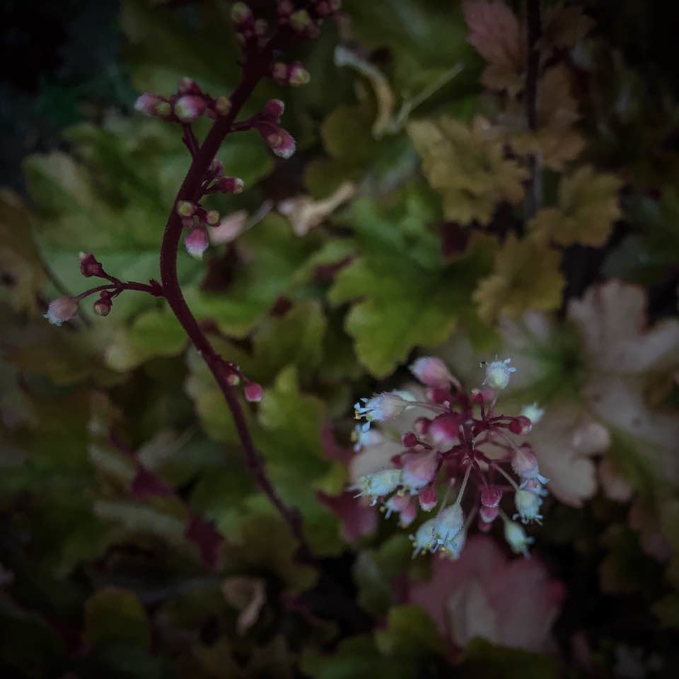 Heuchera