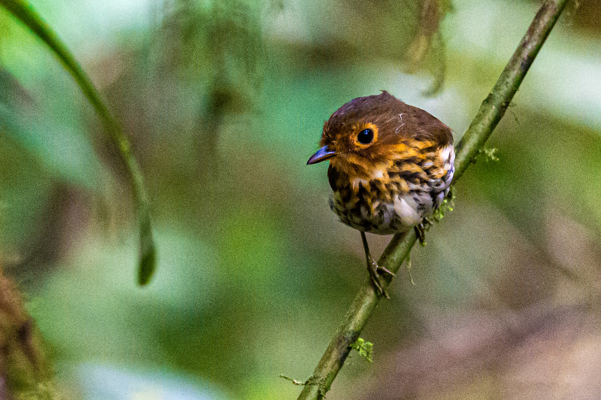 Ochere-Brested Antpitta