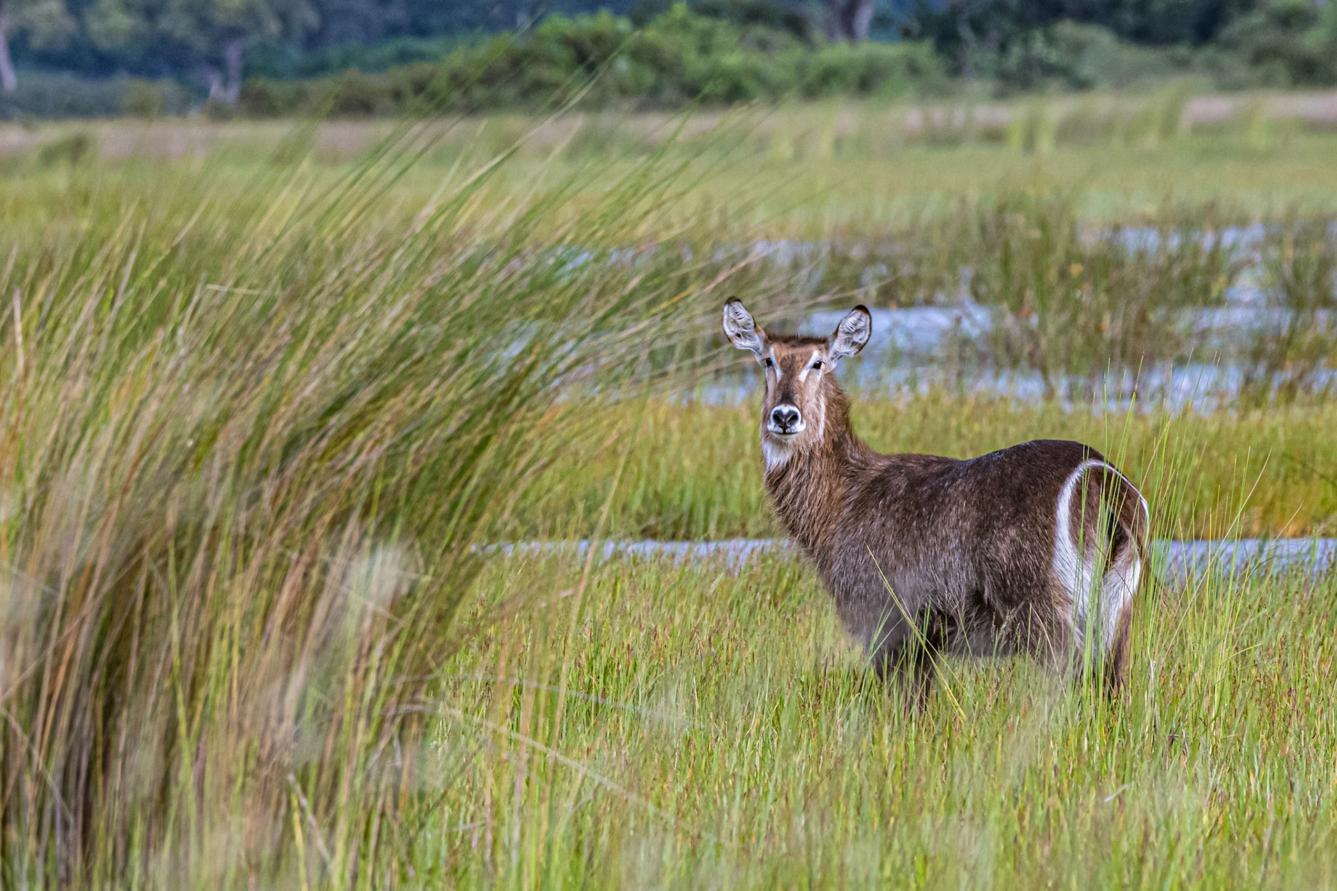 Waterbuck