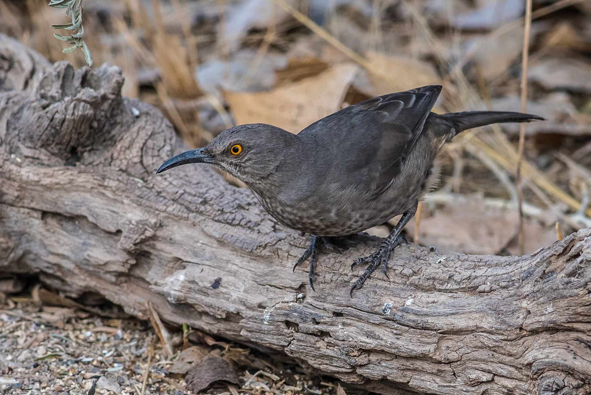 Curve-billed Trasher