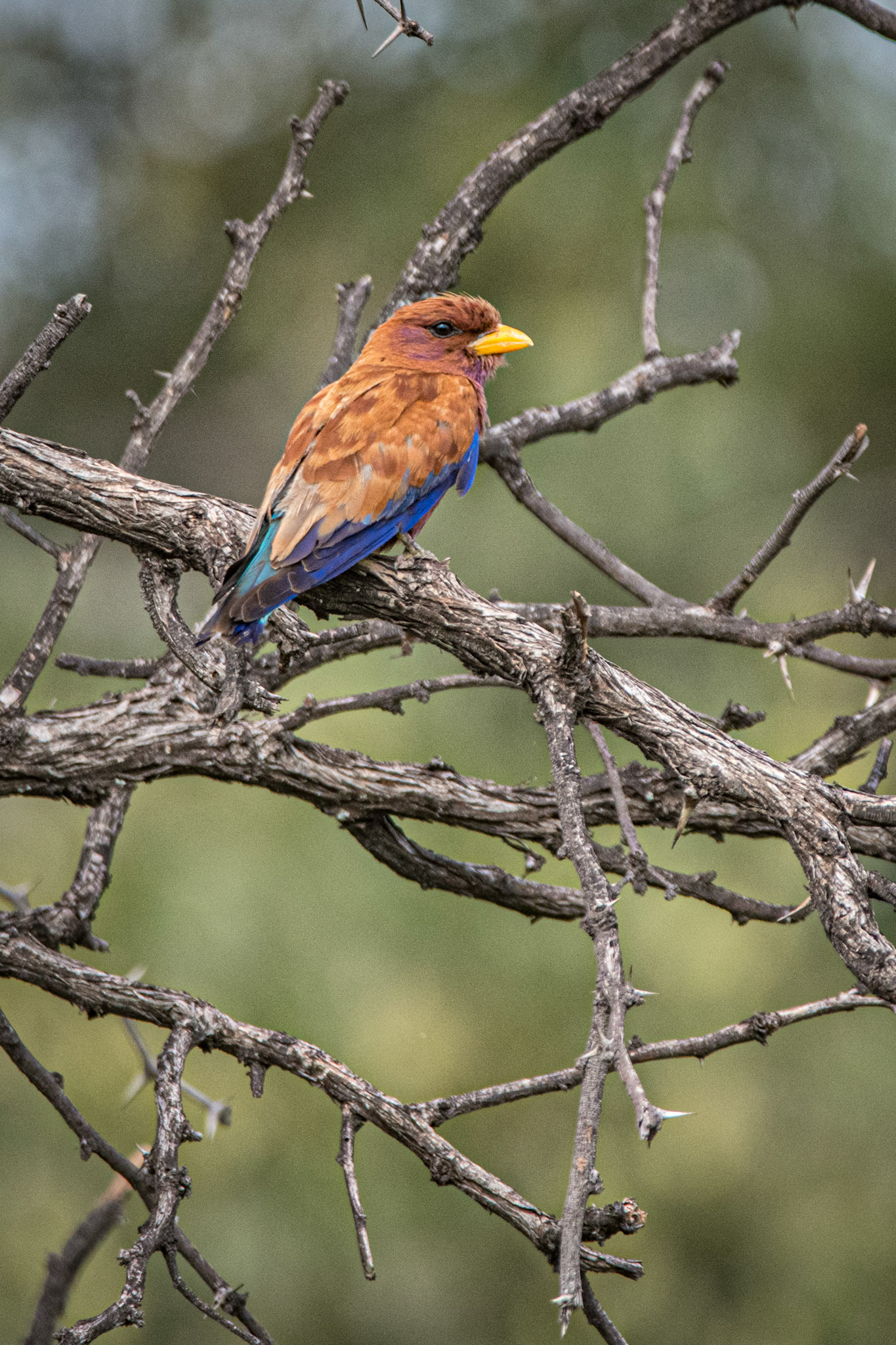 Broad-billed Rolledr