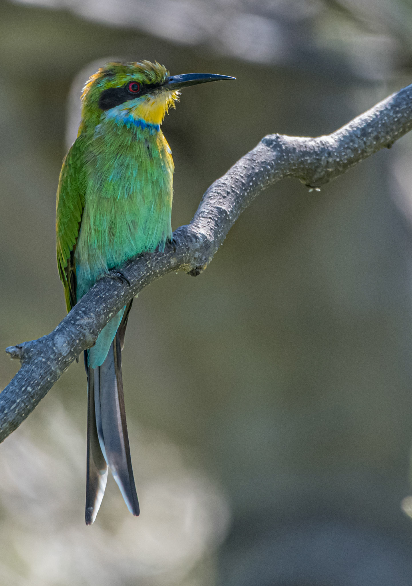 Swallow-tailed Bee-eater