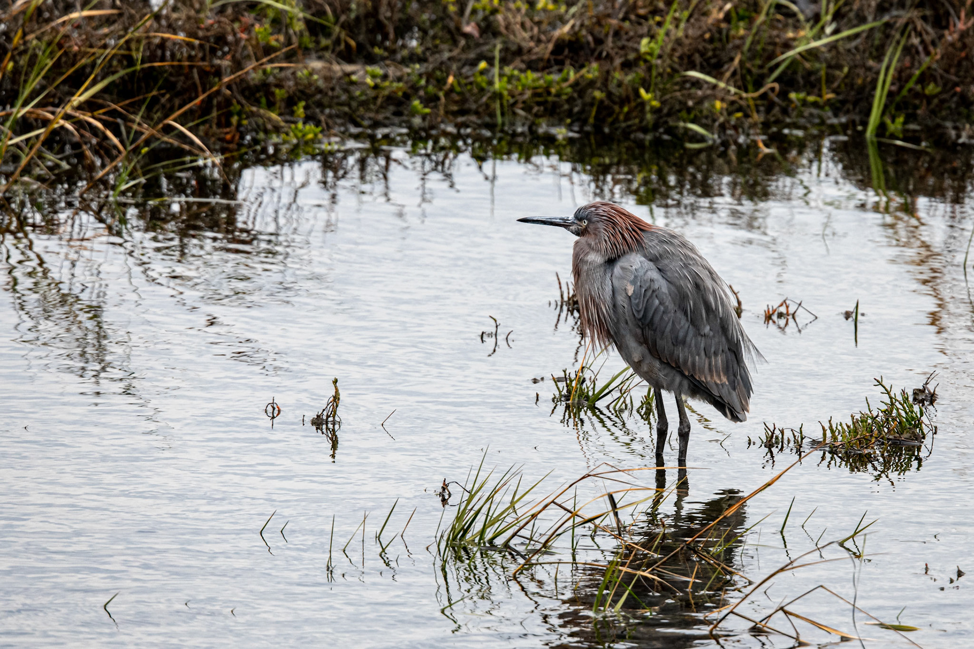 Reddish Egret
