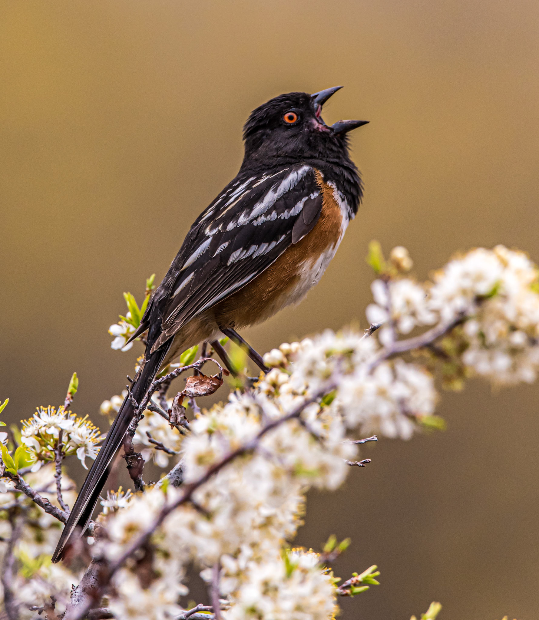 Spotted Towhee