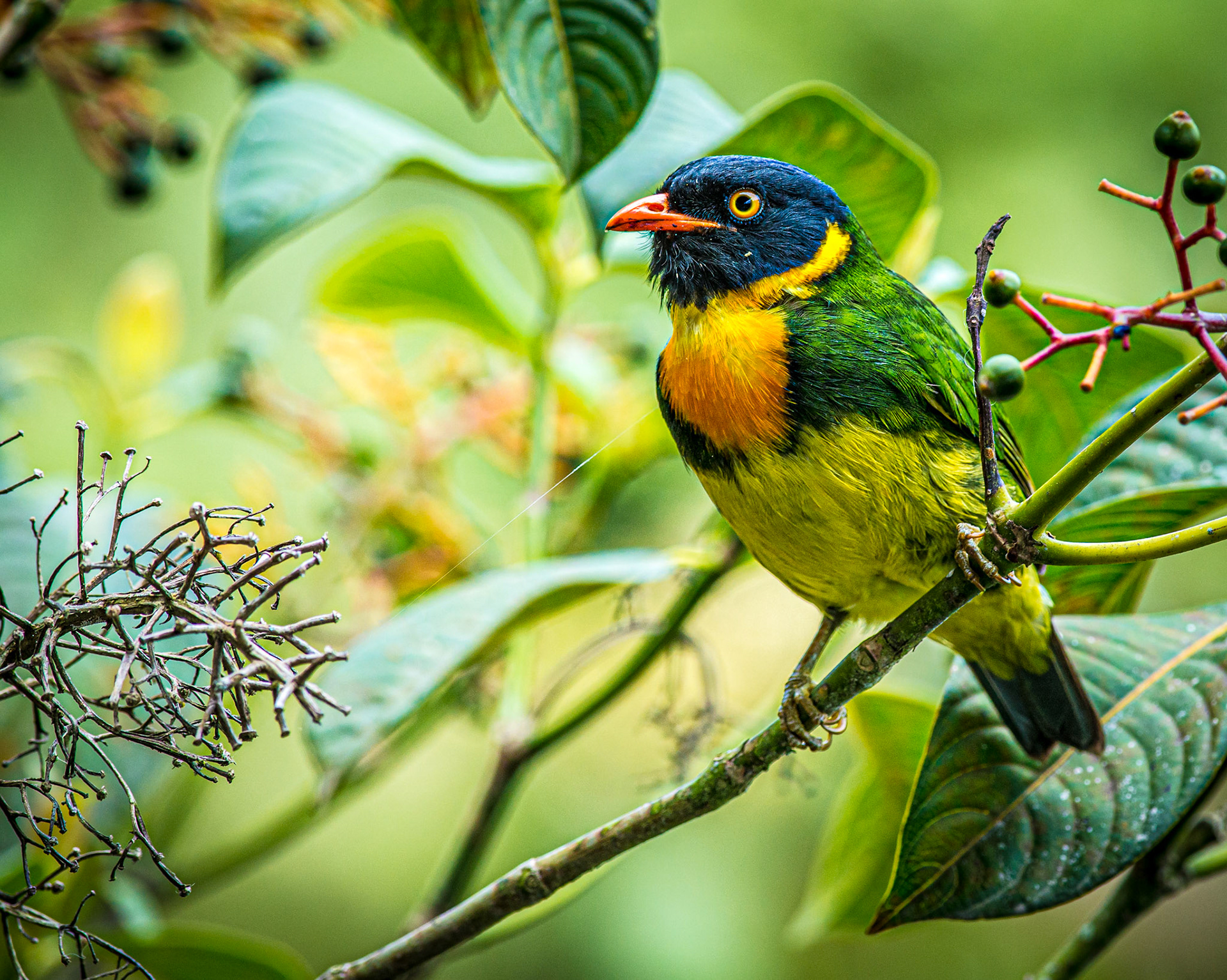 Orange-breasted Fruiteater