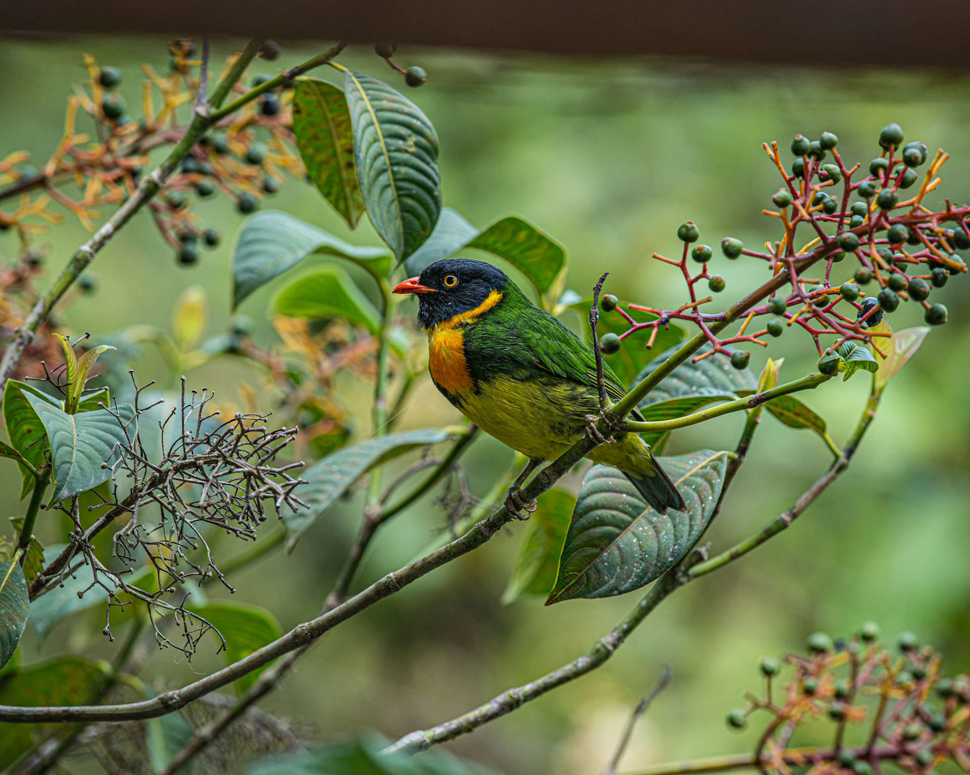 Orange-breasted Fruiteater